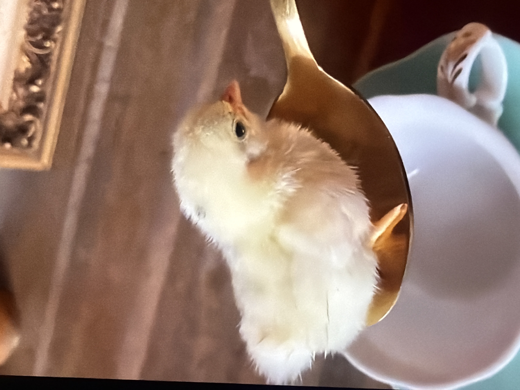 A close-up shot shows a fluffy yellow chick perched on a golden spoon. The chick is facing right, with its head tilted slightly. Its dark eye is visible, as is its pink beak. The chick's body is covered in soft downy feathers. The spoon appears to be resting inside a white teacup with a turquoise saucer. The background is blurred, but suggests a wooden surface and a decorative frame. There is no indication of the location in Bukuru, Nigeria.
