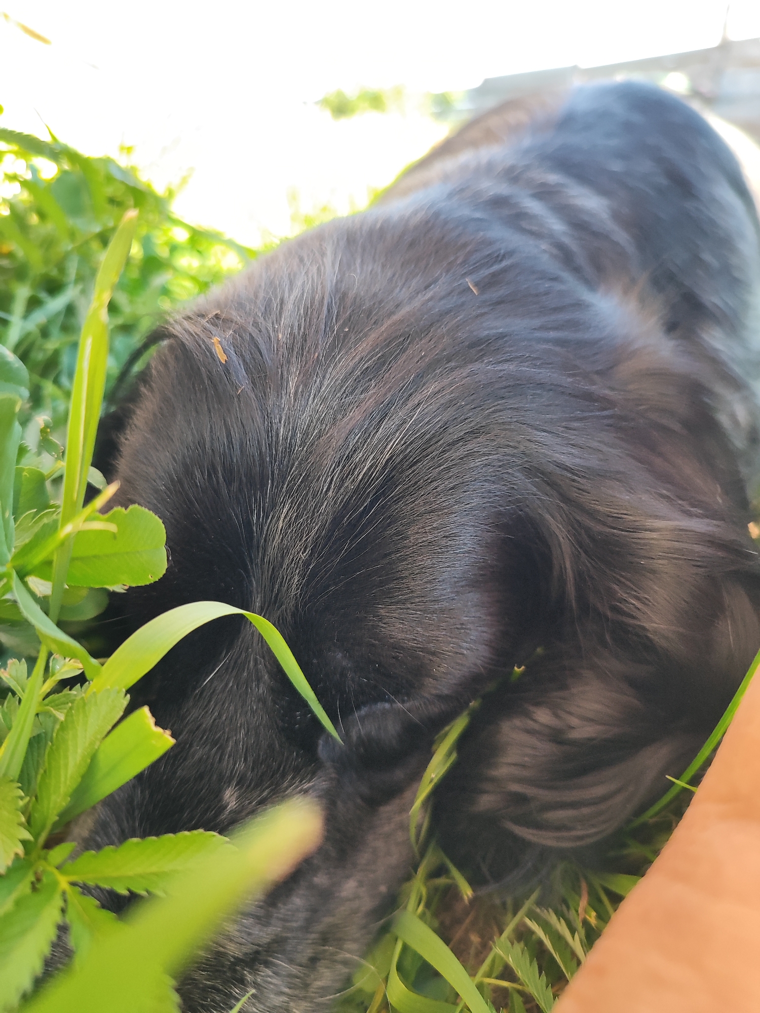A close-up, eye-level shot shows the top of a black-furred animal's head, possibly a dog, resting among green foliage and grass. The animal appears to be sleeping, with its face obscured and only the fur on its head visible. Sunlight illuminates the scene, highlighting the texture of the fur and the vibrant green of the plants. The background is softly blurred, suggesting an outdoor setting in Marusino, Russia.