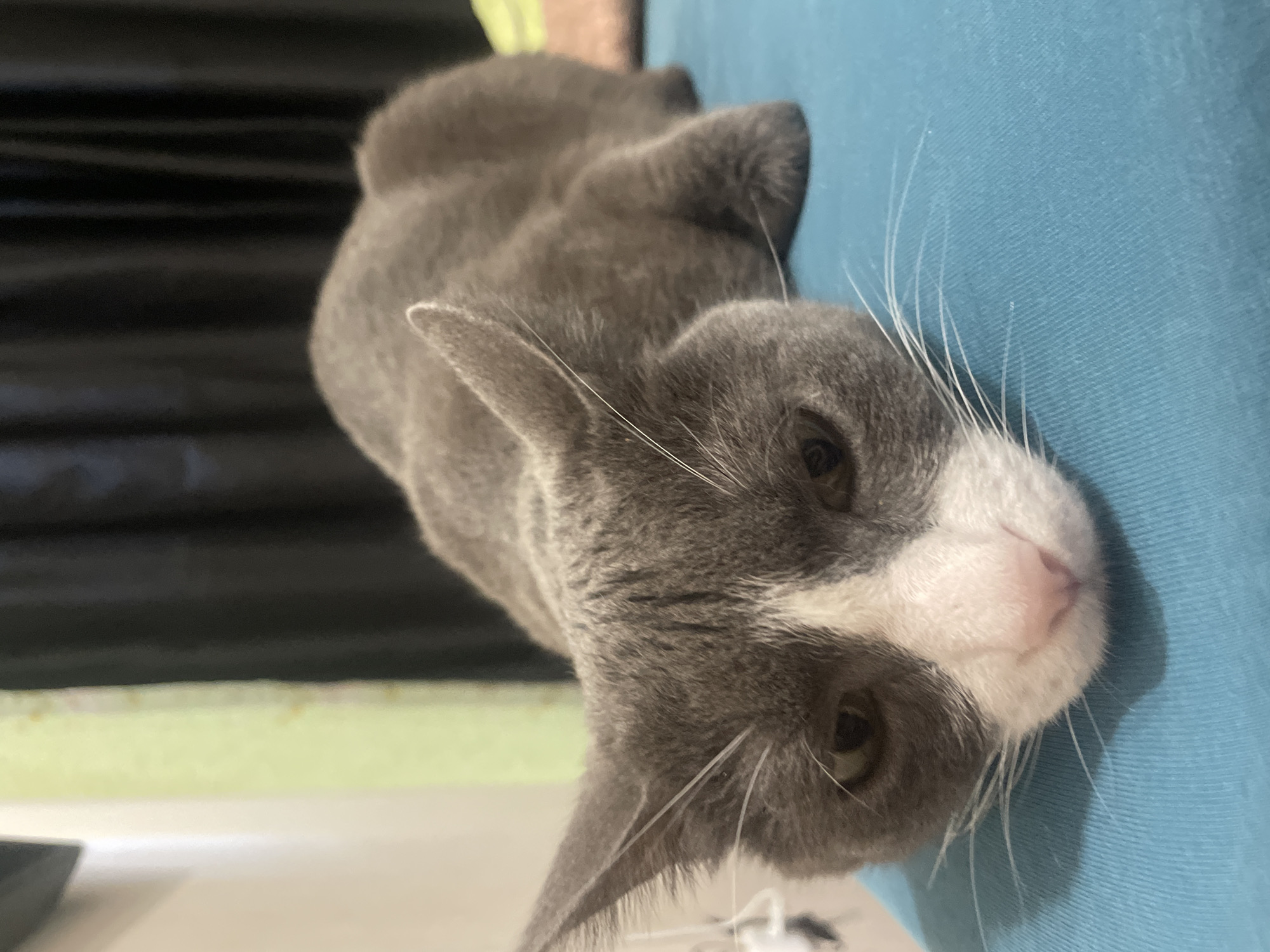 A gray and white cat lies on a blue surface. The cat is positioned so that its head is in the foreground, with its body extending towards the background. The background includes a dark curtain and a light green or beige surface.