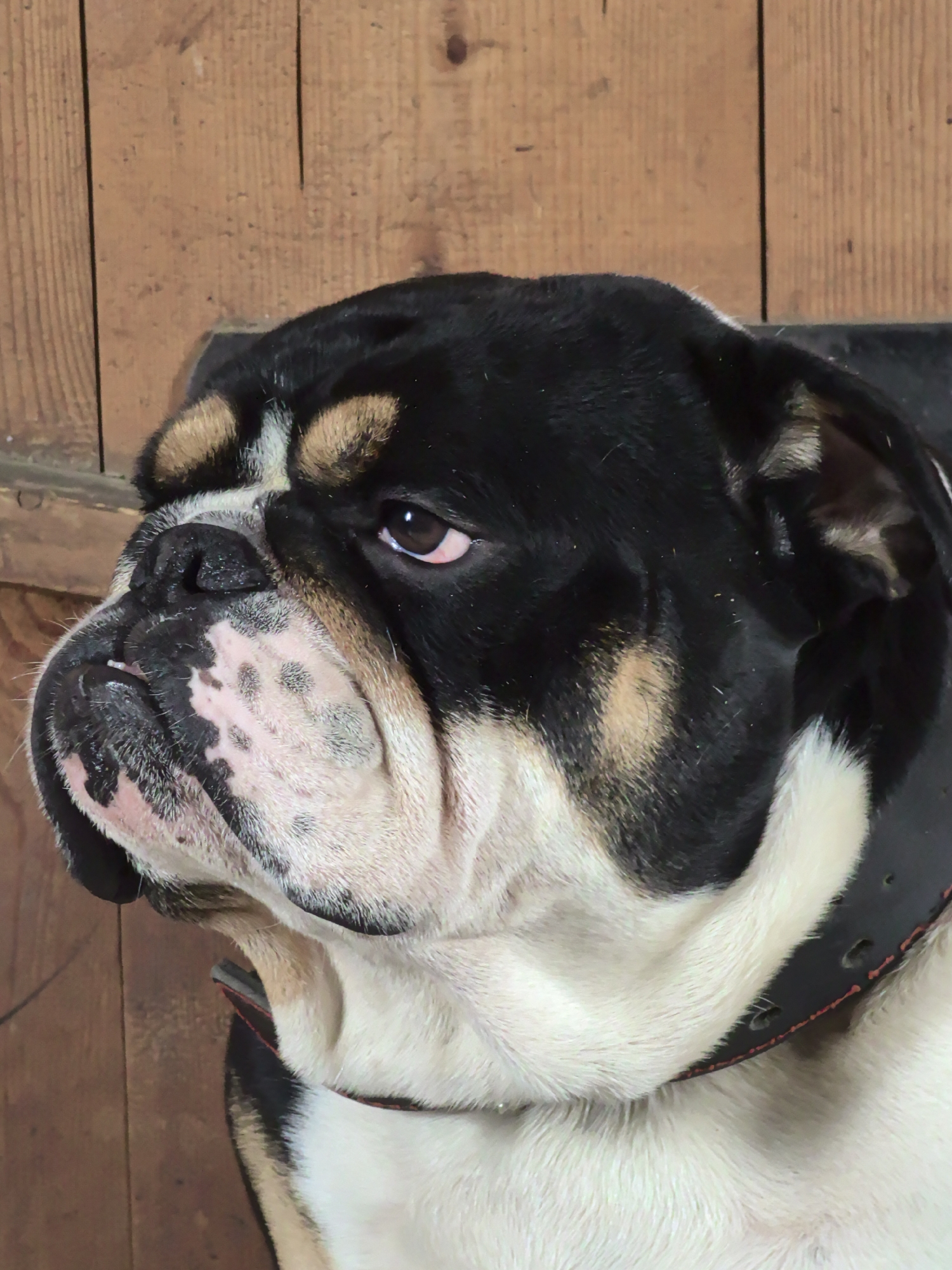 The scene depicts a bulldog, identified by its distinctive facial structure and jowls, positioned against a vertical light brown wooden plank wall. The dog's head and upper torso are visible, showing a predominantly black coat with tan markings above the eyes, on the cheeks, and around the ears. Its lower jaw, throat, and chest area are white, with black spotting on the jowls. A dark-colored collar with visible reddish stitching and adjustment holes is present around the dog's neck. The dog's right eye is visible, dark brown, and appears to be looking slightly upward and to the right. The background consists of vertically aligned wooden planks, indicating an indoor or sheltered outdoor environment. The location is Noviy, Russia.