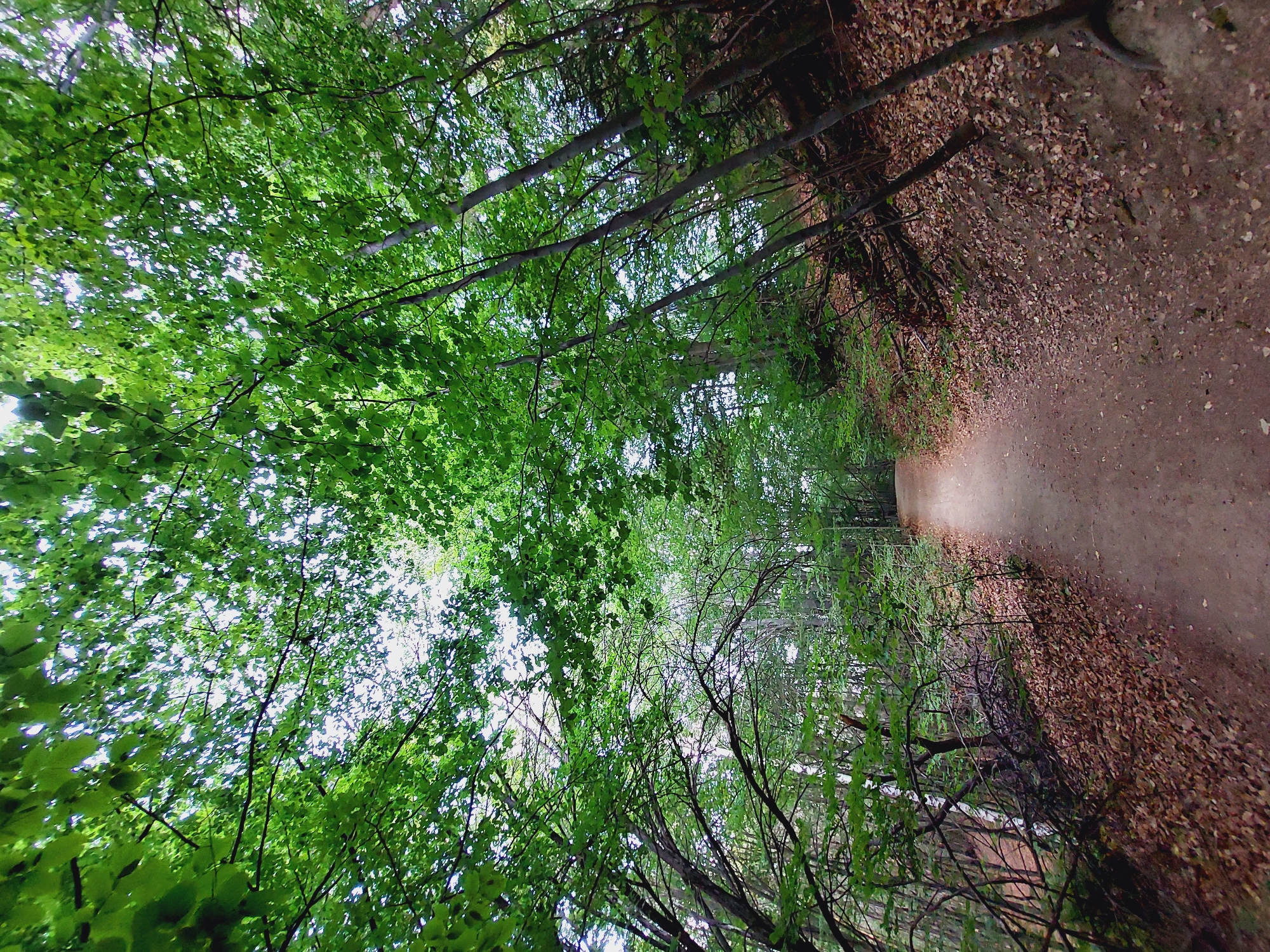 A dirt path winds through a dense forest. The path is a light brown color and is covered with fallen leaves. The trees on either side of the path are tall and green, with a thick canopy of leaves that filters the sunlight. The ground on either side of the path is covered with more fallen leaves and some undergrowth. The scene appears to be in the city of Bistritsa, Bulgaria. There are no people or animals visible in the image.