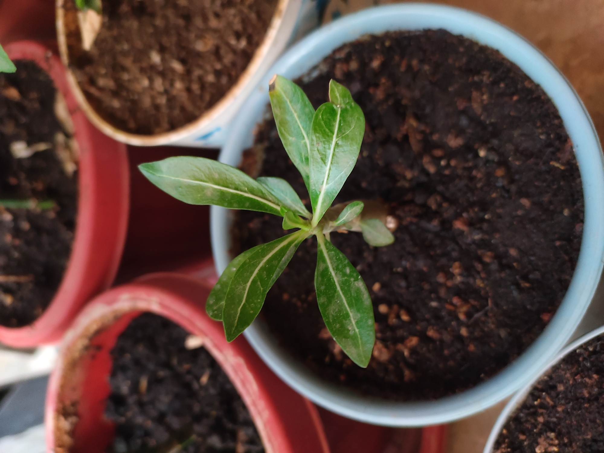 A close-up, top-down shot shows a young plant with four green leaves in a light blue pot filled with dark soil. The plant is the central focus, with its leaves reaching outwards. In the background, out of focus, are parts of two red planters also containing soil, and a portion of a white and blue patterned planter. The lighting suggests an indoor or shaded outdoor environment. There are no people visible in the image, nor any discernible city or location information like Leninkent, Russia.