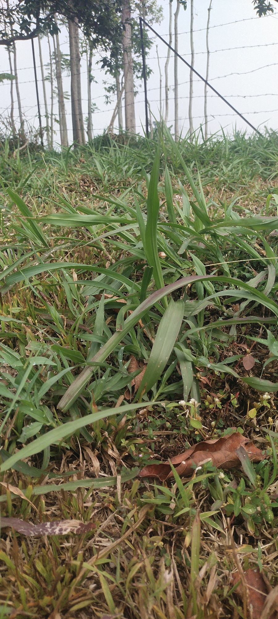 A low-angle, full shot captures a patch of dense green grass in Pasirhuni, Indonesia. The foreground is dominated by various blades of grass, some with reddish-purple hues, interspersed with dried brown grass and fallen leaves. In the mid-ground, small white flowers and green foliage add texture to the grassy terrain. Behind the grass, a barbed wire fence runs horizontally, separating the area from a line of tall, thin trees. The trees are slender and bare, with minimal foliage, standing against a bright, overcast sky. The scene appears to be an outdoor, undeveloped area on the outskirts of the city.