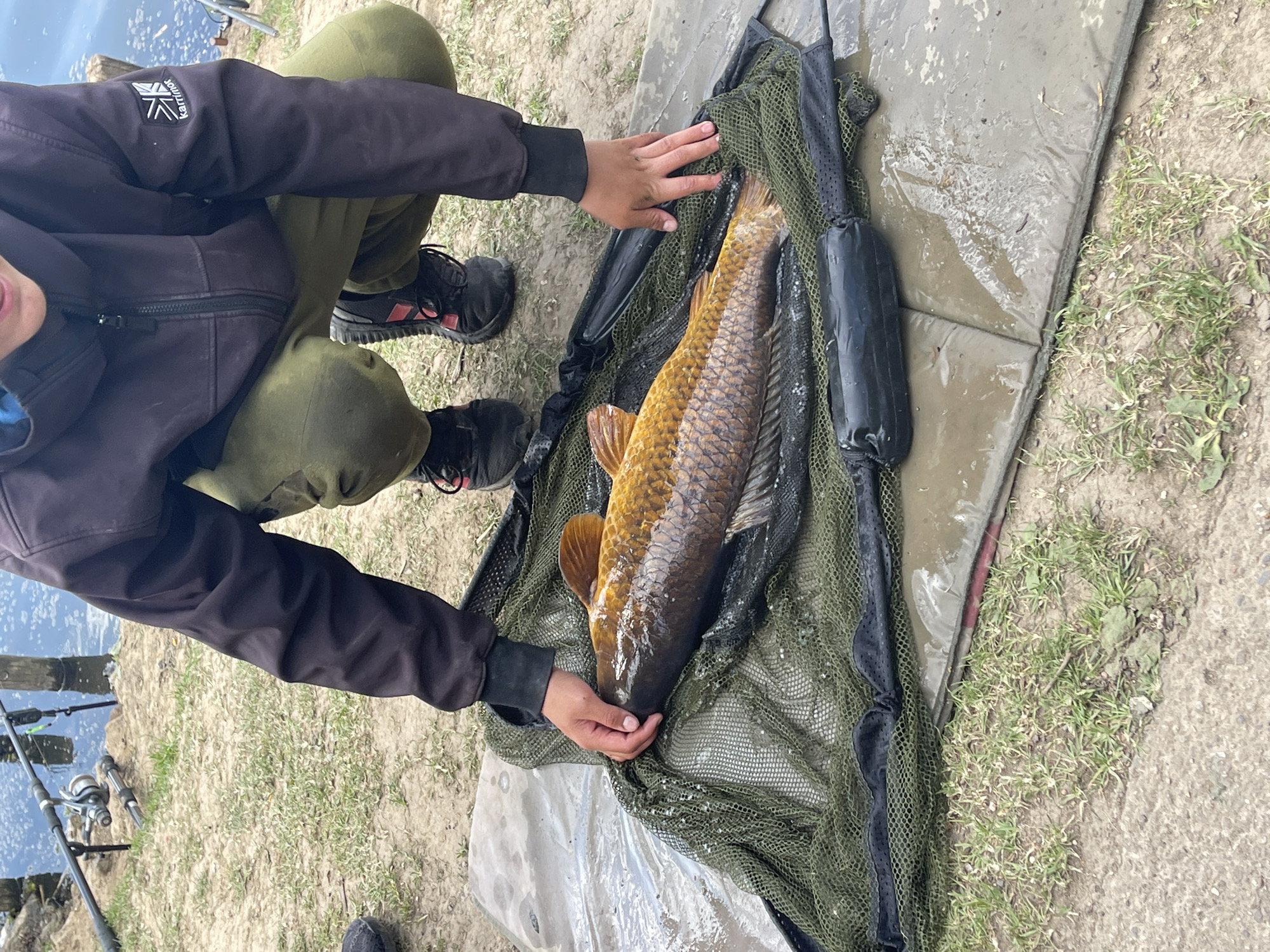 A person kneels outdoors beside a carp lying in a green mesh net placed on a gray padded mat. The person wears a dark jacket, dark pants, and dark shoes. Their hands touch the fish. Fishing rods rest beside a body of water in the background. The ground is a mix of dirt and patchy grass. This scene possibly occurs near Maidstone, United Kingdom.
