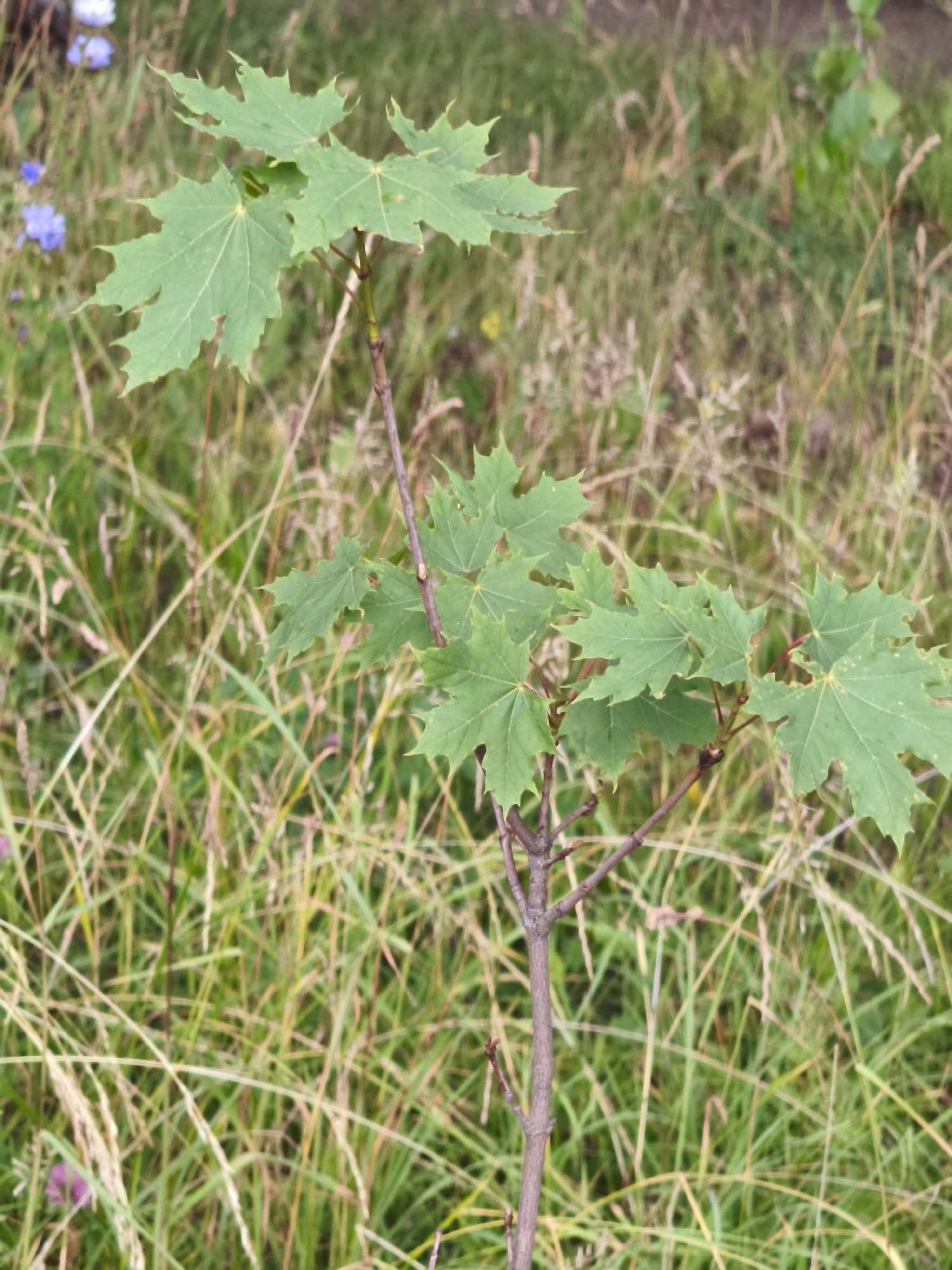 This is a close-up, eye-level shot of a young maple sapling with vibrant green, five-lobed leaves. The sapling's slender, reddish-brown stem is visible, branching out to support its foliage. In the background, a field of dry, golden-brown grass and some scattered green foliage creates a natural, outdoor setting. A few blurred blue flowers are faintly visible in the upper left corner, adding a touch of color to the otherwise muted background. The lighting suggests it could be daytime, likely overcast given the soft, diffused light. The image captures a moment of natural growth and tranquility, with no discernible activity or text present. The overall impression is one of a peaceful, rural landscape. The location context is Chaikovsky, Russia.