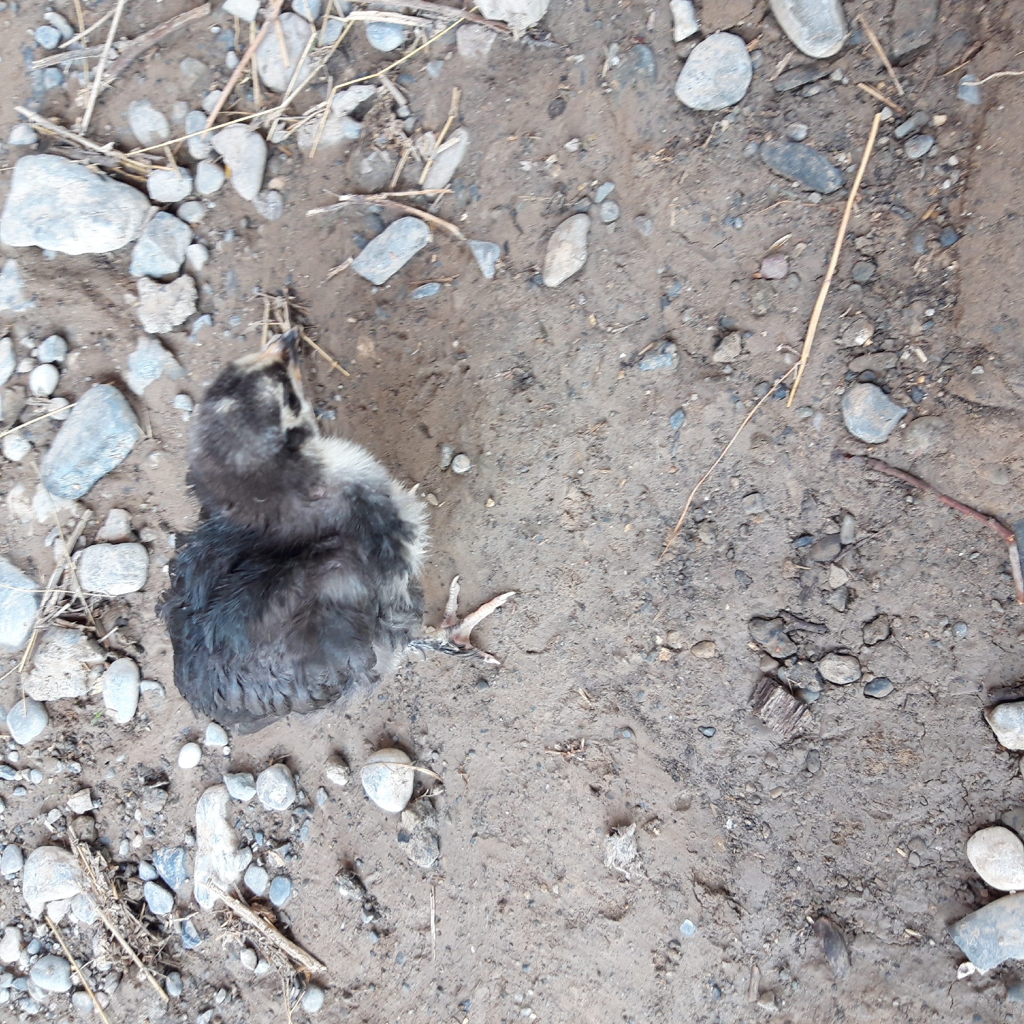 A lone, young chick is depicted in the center of the image, standing on damp, brown soil scattered with numerous small, grey stones and a few dry plant stems. The chick has dark grey and white downy feathers and is facing to the right, with its head tilted down. Its visible leg is pale pink and has small claws. The environment suggests an outdoor, possibly rural setting, with the soil texture and the presence of stones and dry vegetation indicative of natural ground cover. No other subjects or man-made objects are visible in the frame. The scene appears to be captured from a slightly elevated, overhead perspective.