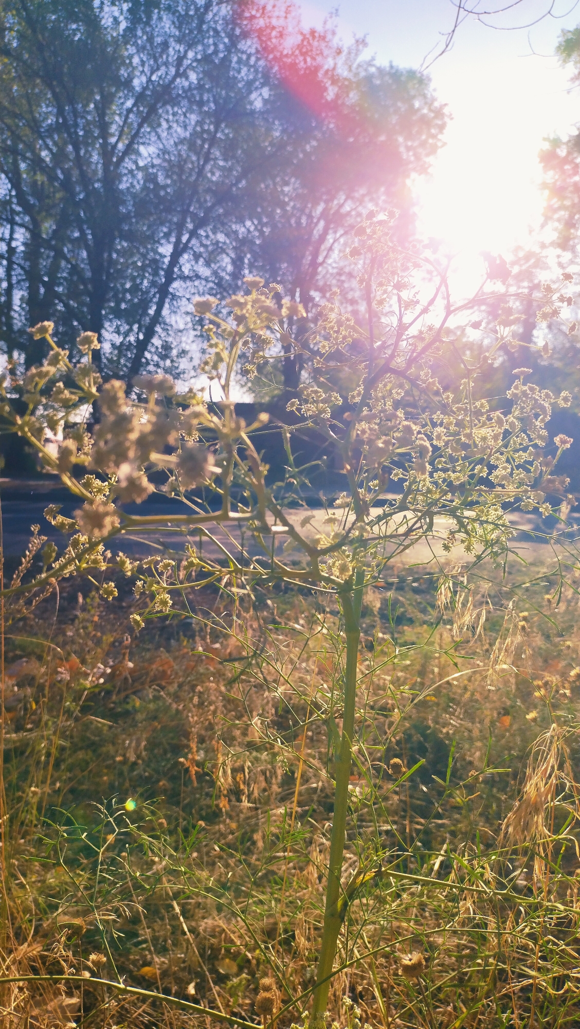 The image depicts a close-up, low-angle view of a tall, thin plant with delicate, feathery foliage and small, light-colored seed heads or flowers. The plant is positioned in the foreground, with its stem and branches extending upwards and outwards. Behind the plant, out of focus, is a road or path, suggesting an outdoor setting. In the background, trees with dense foliage are visible, and the bright sun shines through them, creating lens flare and a bright, hazy atmosphere with a pinkish hue. The ground around the plant is covered with dry grass and other vegetation, indicating a natural or semi-natural environment, possibly a roadside verge or park area. The overall impression is one of a sunny, late summer or early autumn day, with a focus on the texture and form of the plant against a soft, sunlit backdrop. There are no people or animals visible in the image. The scene is likely located in a natural or semi-natural area within the city of Horishni Plavni, Ukraine, possibly along a road or in a park.