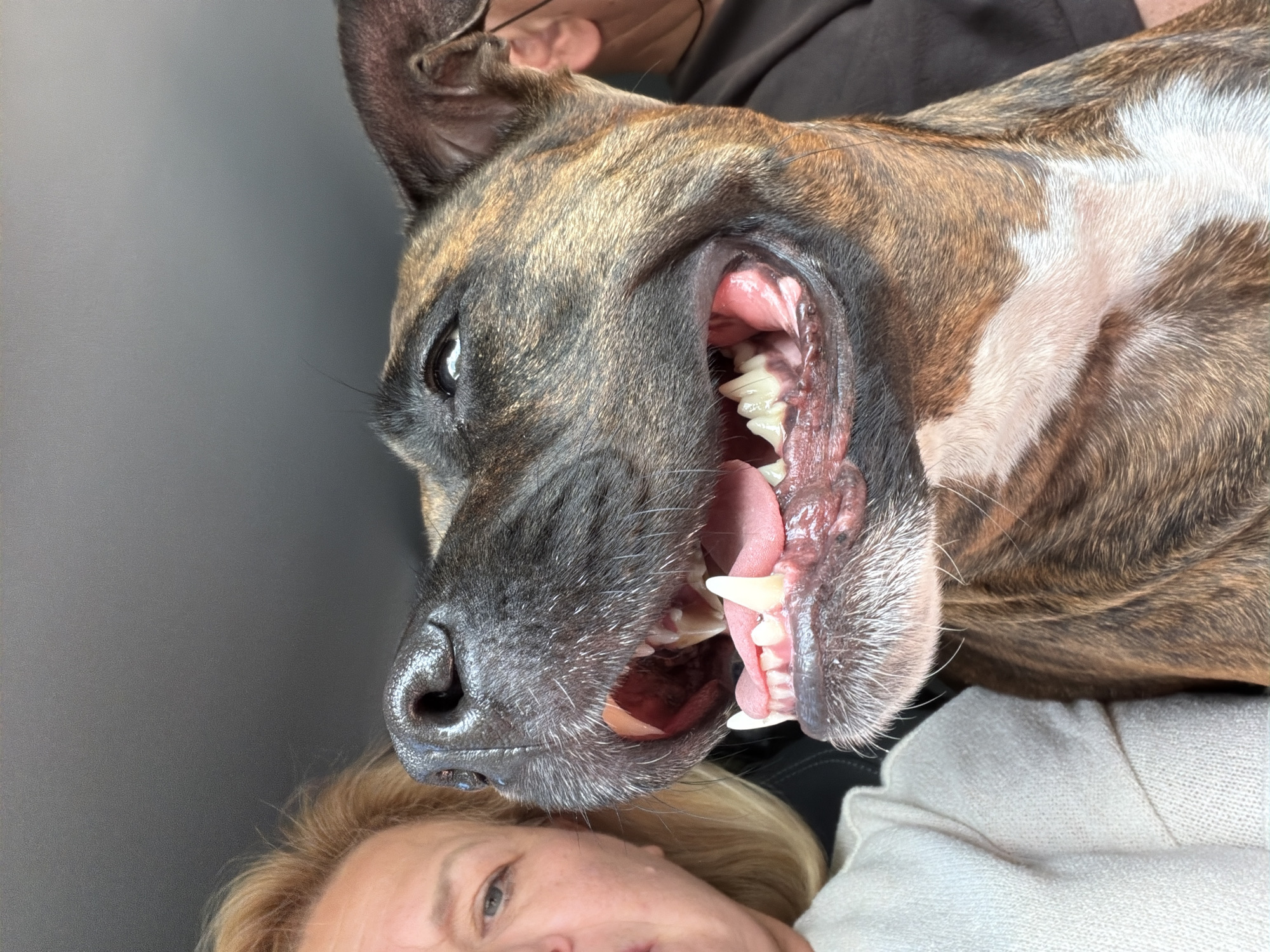 The image, taken in Sedlašek, Slovenia, shows a close-up of a brindle-colored dog and the left side of a woman's face. The dog is positioned in the foreground, with its mouth open, revealing its teeth and pink tongue. The woman, slightly out of focus, is to the left, looking towards the dog. Both subjects appear to be inside a vehicle, with a dark interior and a gray sky visible in the background. The dog's fur has distinct dark and lighter brown stripes, with a white patch on its chest. The woman has blonde hair and is wearing a light-colored sweater.