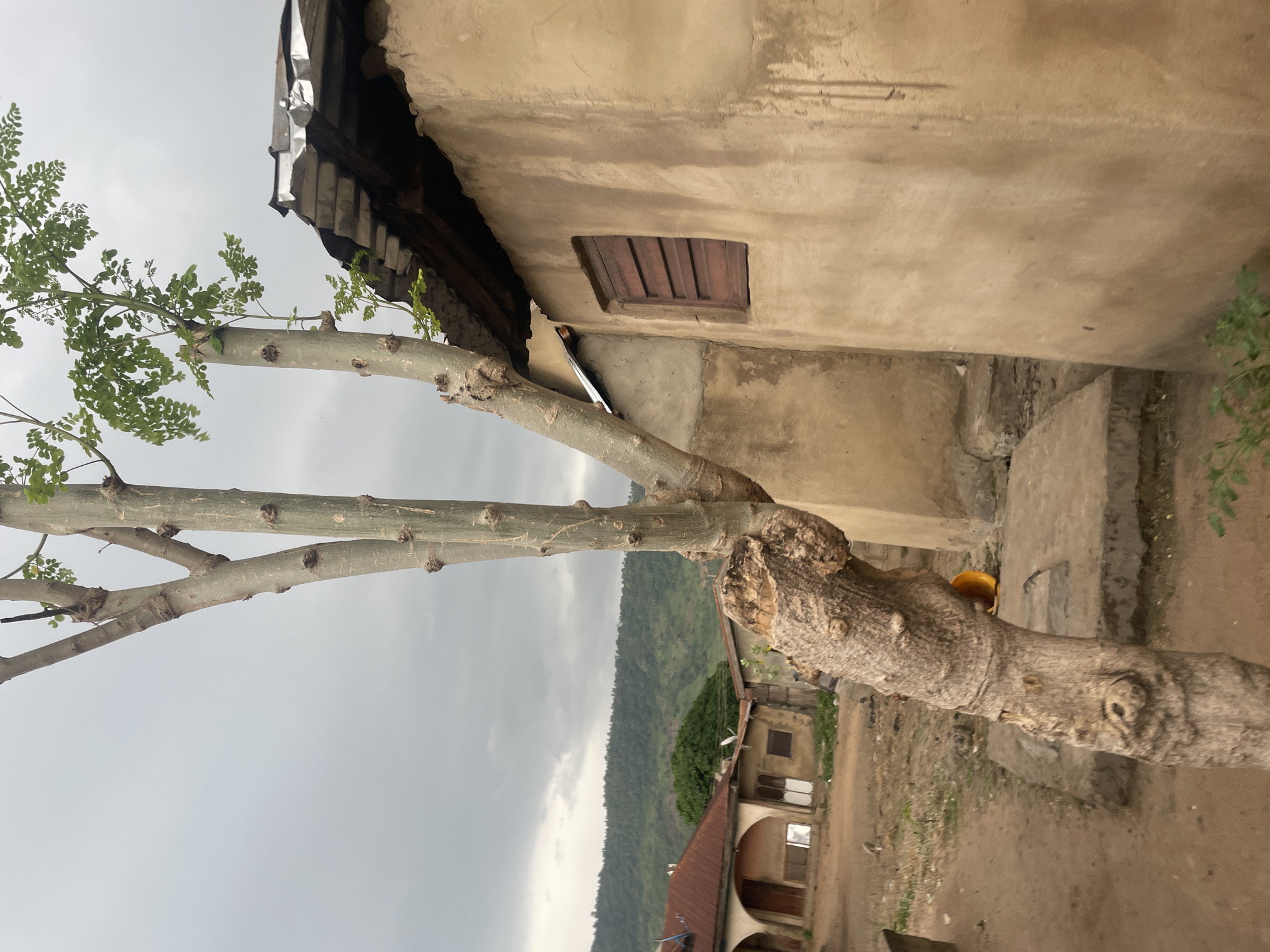 The image depicts a scene in Lokoja, Nigeria, characterized by a tree in the foreground with multiple thick branches. The tree's trunk is substantial and shows signs of age and pruning, with several scars and protrusions. The branches are mostly bare, with clusters of green leaves at their tips. To the right, a building with a textured, yellowish-tan exterior wall is visible. This building has a corrugated metal roof and a wooden-slatted window. In the background, several other structures with reddish-brown roofs are present, suggesting a residential area. Beyond the buildings, a densely forested hill or mountain range dominates the horizon under an overcast sky. The ground in the foreground appears to be dirt and gravel, with some concrete elements and scattered debris. The overall impression is of a rural or semi-urban setting in a tropical environment.