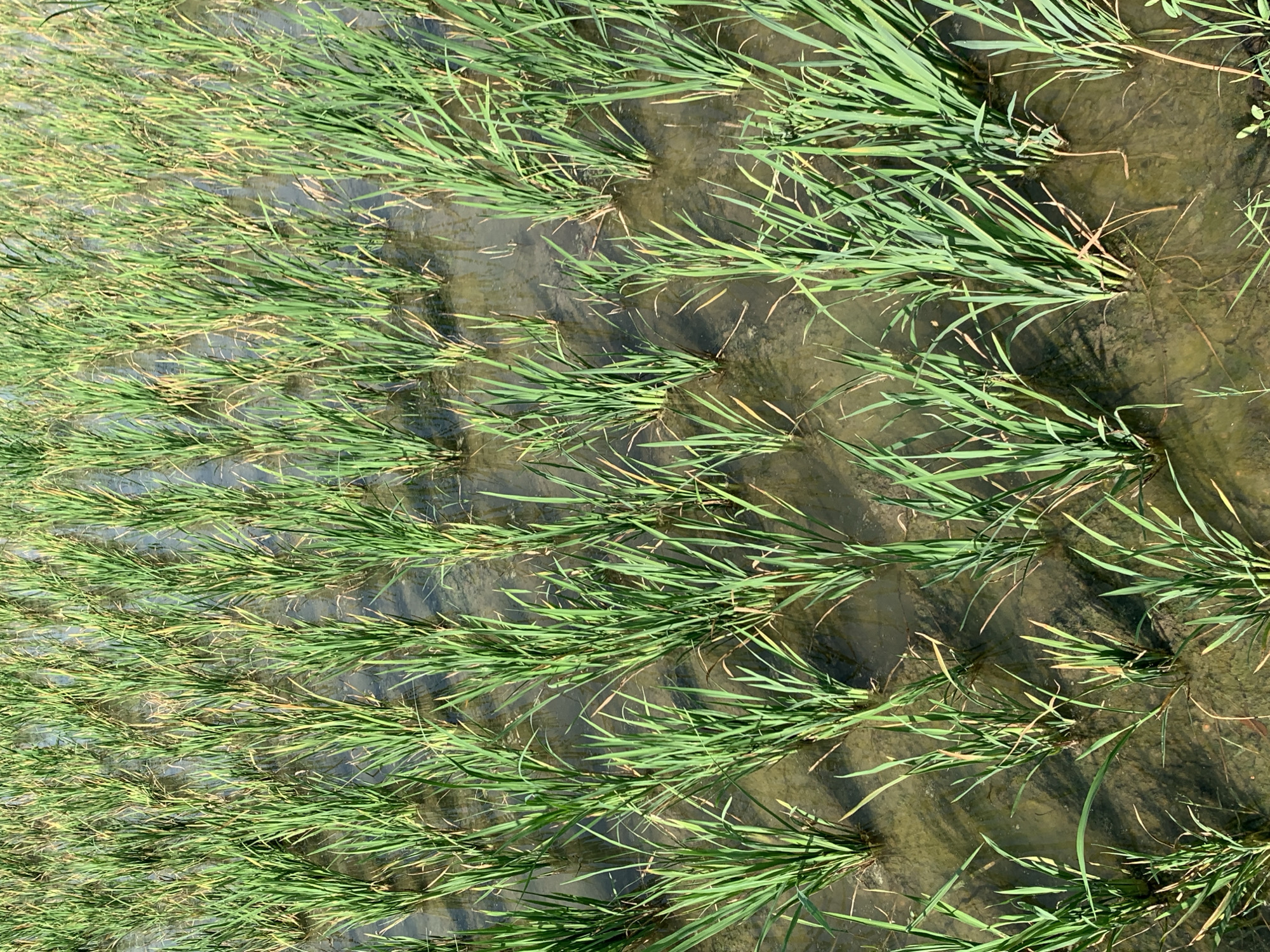 The image presents an overhead view of a vibrant green field, characteristic of a rice paddy. Rows of young rice plants are densely planted in shallow, standing water, which reflects the bright daylight from above. The water appears relatively clear, allowing the muddy bottom of the paddy to be seen beneath the surface in several areas.
The rice plants are predominantly a healthy, lush green, with elongated, narrow leaves. Some of the leaves, particularly their tips, show slight yellowing or browning, which could indicate maturity or minor environmental stress. Distinct shadows of the plant clumps are cast onto the water and the submerged soil, suggesting the sun is high in the sky on a clear, sunny day. The plants are arranged in somewhat parallel lines, indicating a cultivated field.
There are no people, animals, or man-made structures visible in the frame, nor any discernible text. The scene is static, capturing a moment of growth in an agricultural landscape. The setting is clearly an outdoor, rural environment dedicated to crop cultivation.