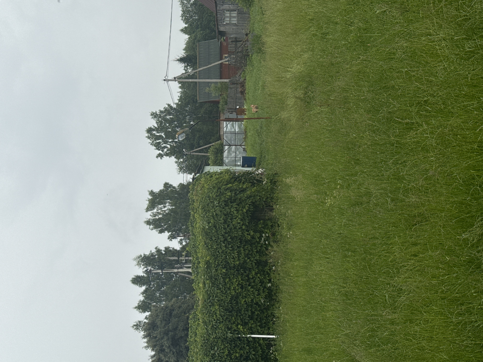 This is a photograph of an overcast day in Северянин Снт, Russia. In the foreground, tall, green grass covers the ground. Behind the grass, a dense hedge of green leaves forms a barrier. To the right of the hedge, a red-roofed wooden house with a dark wooden fence is visible. Further back, there are more trees and a power pole with wires. A small, light-colored animal, possibly a dog, is standing in the grass in front of the house. A greenhouse structure with a blue barrel next to it is located to the left of the house. The sky is a uniform gray.
