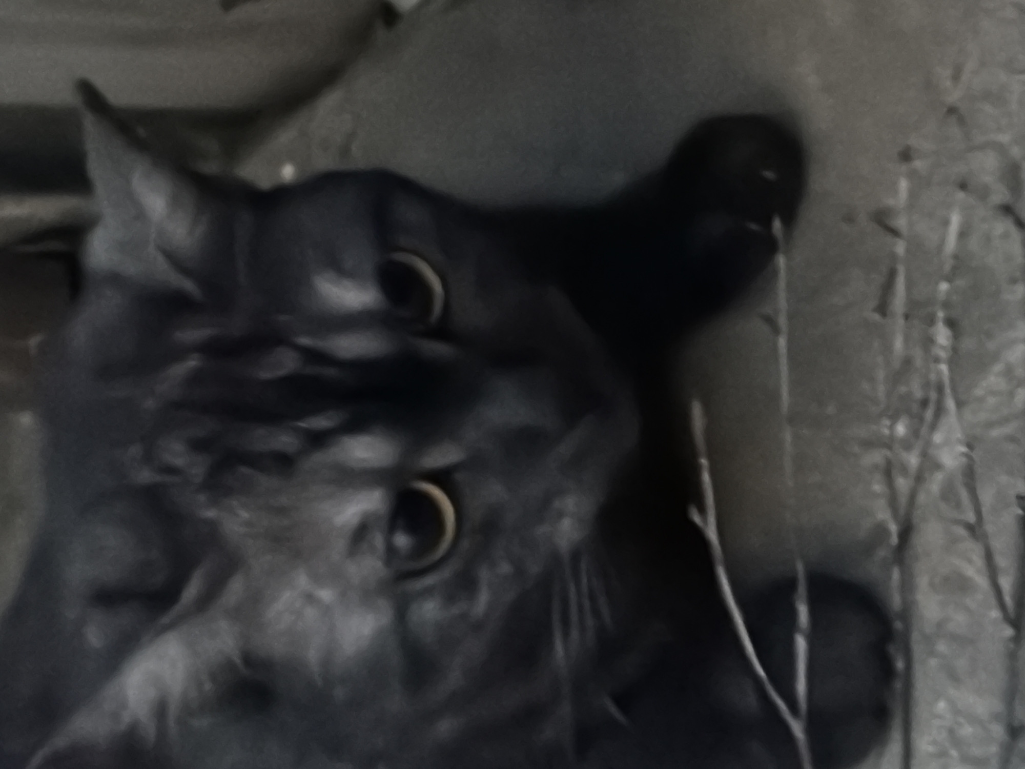 A black cat with striking yellow eyes stares intently at the viewer. The cat is positioned amongst gray, textured surfaces, possibly concrete or stone. There are branches in the foreground, suggesting an outdoor setting. The location is unspecified and cannot be determined.