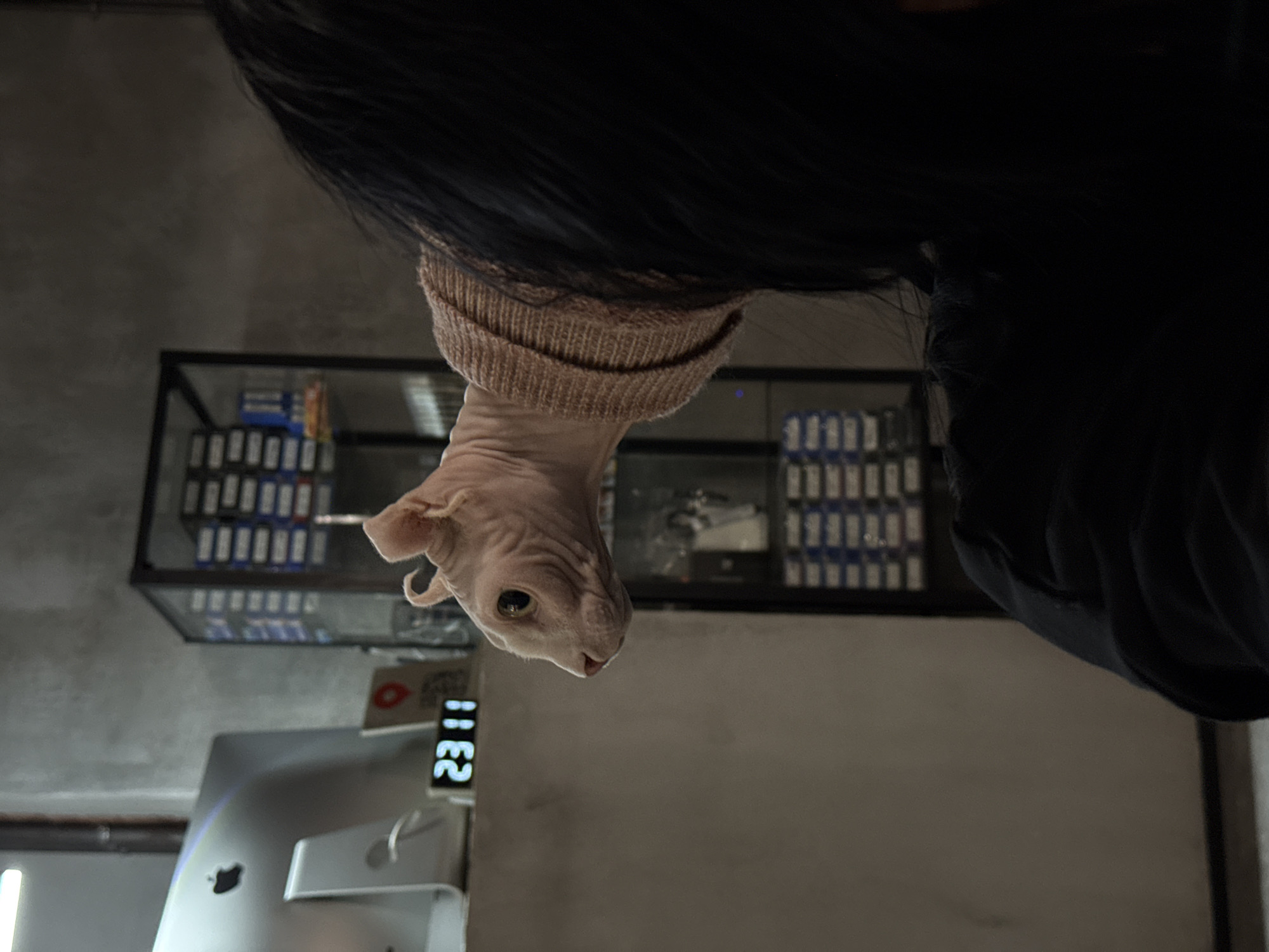 A tan-skinned Sphynx cat wearing a light brown knit hat is hanging upside down. A person with long dark hair is beside the cat, possibly holding it. A display case with rows of identical small blue and white packaged goods is in the background. An Apple computer and a digital clock showing 23:11 are visible. The background suggests a room with concrete walls, possibly located in Moscow, Russia.