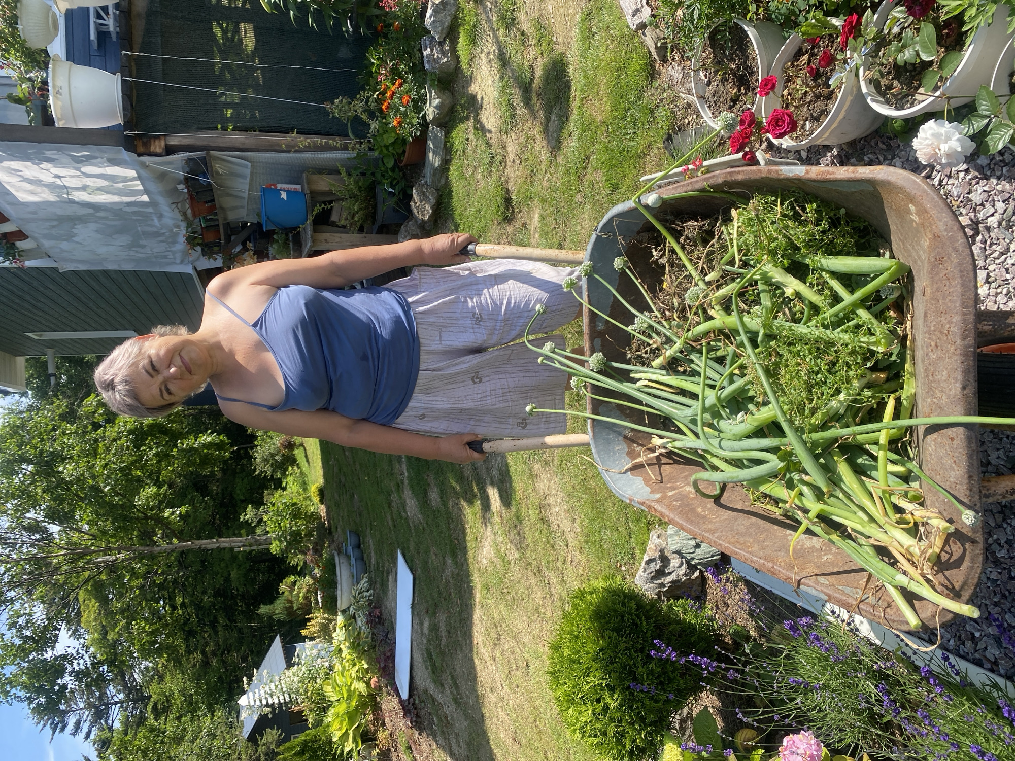 A woman stands in a garden, pushing a wheelbarrow filled with harvested green onions and other plant debris. She is wearing a blue tank top and light-colored, patterned pants. The garden is lush with green grass, trees, and various flowering plants, including lavender and roses in pots. A rustic wooden structure with shelving and plants can be seen behind her. The scene appears to be set in a residential backyard, likely in a rural or suburban area given the natural surroundings. The weather is sunny, with clear blue skies. The location is identified as Tret'ya Pad', Russia.