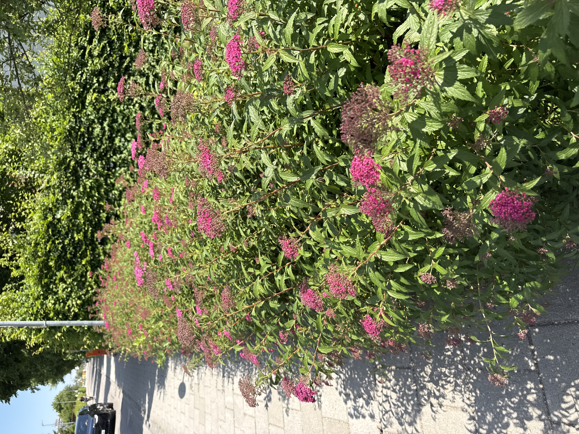 A full shot shows a sidewalk lined with a bush bearing pink flowers. The sidewalk is made of gray pavers and is shaded by dappled light. The bush, which occupies the right two-thirds of the frame, is dense with green leaves and clusters of pink flowers, some of which have a purplish-brown hue. A black car and a person on a bicycle are visible on the street to the left of the sidewalk. In the background, a tall, dense green hedge runs along the street, with trees and a clear blue sky visible above. The scene appears to be a suburban street in Höhenkirchen-Siegertsbrunn, Germany, on a sunny day.