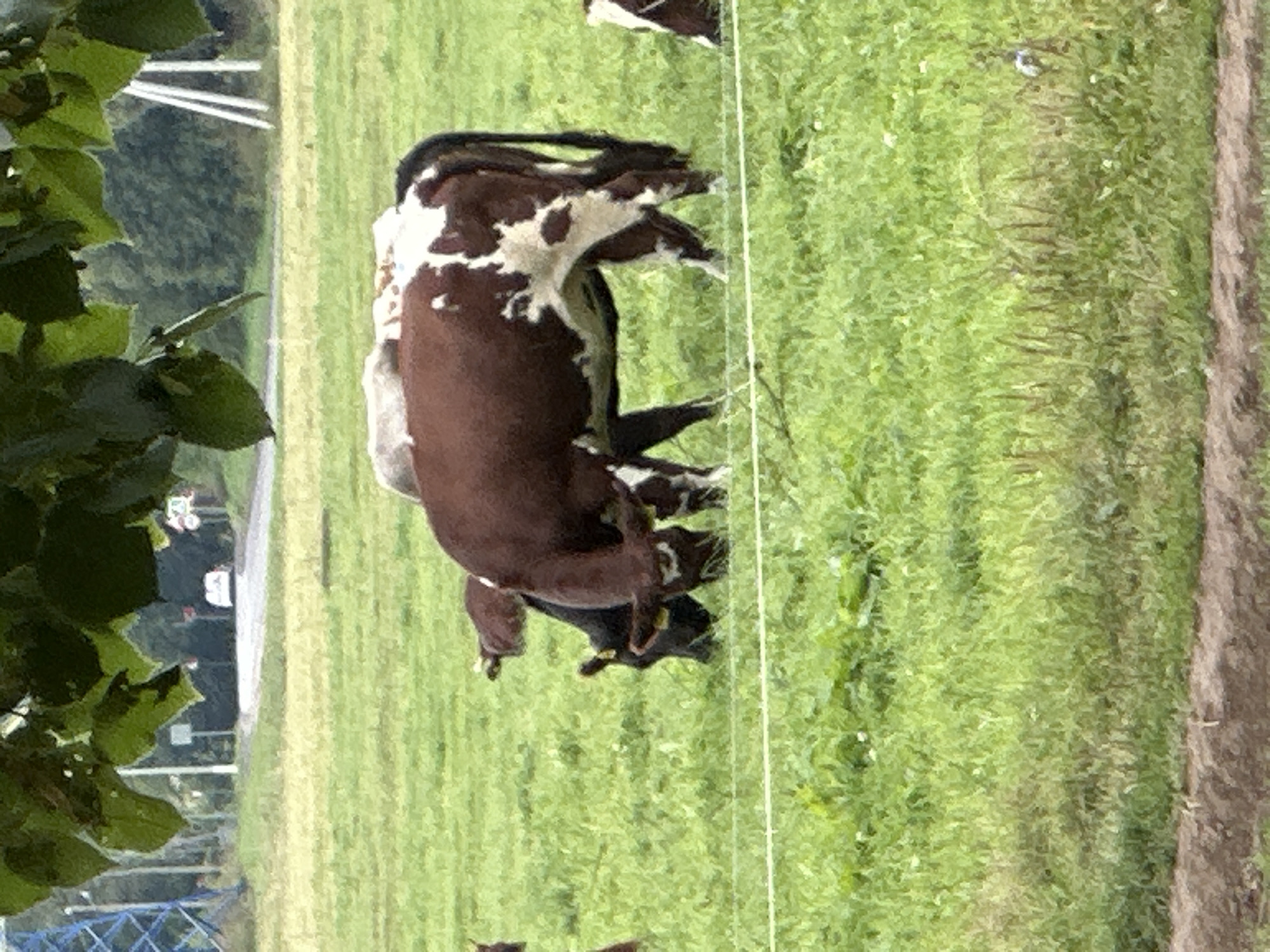 In Dubrovitsy, Russia, a herd of cattle grazes in a grassy field. The main subject is a large, brown and white cow with its head down, eating grass. To its left, a black and white cow is partially visible, also grazing. In the background, a road winds through trees, with signs and structures indicating a semi-rural or suburban setting. A fence runs horizontally across the middle of the image, separating the foreground from the background. The overall scene depicts a pastoral landscape with farm animals.