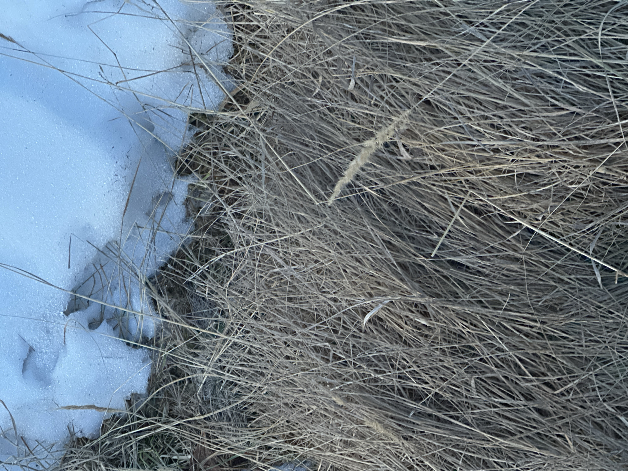 The image shows a close-up view of snow and dried grass. The snow occupies the left side of the frame, while the dried grass fills the majority of the frame on the right. Individual blades of grass are visible, creating a tangled and textured appearance. The location is not identifiable. No people or animals are present. No actions or interactions are observed. The environment is cold, as indicated by the presence of snow.