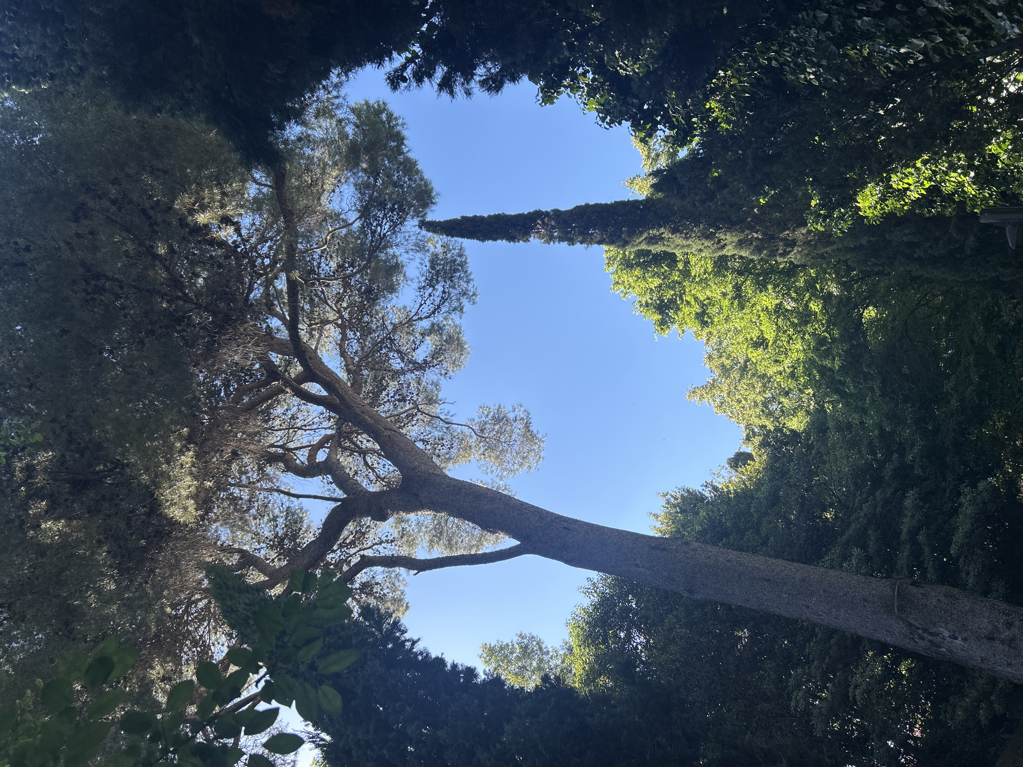 The image depicts a view looking upwards through trees toward the sky. A large tree trunk, possibly a pine, stretches horizontally across the middle of the frame, its branches extending towards the upper left. Various other trees and foliage surround the open space, creating a border. The sky is clear and blue. Given the presence of Italian cypress trees, which are common in Barcelona, and the general style of the landscape, the location could be one of Barcelona's parks or gardens. There are no people visible.
