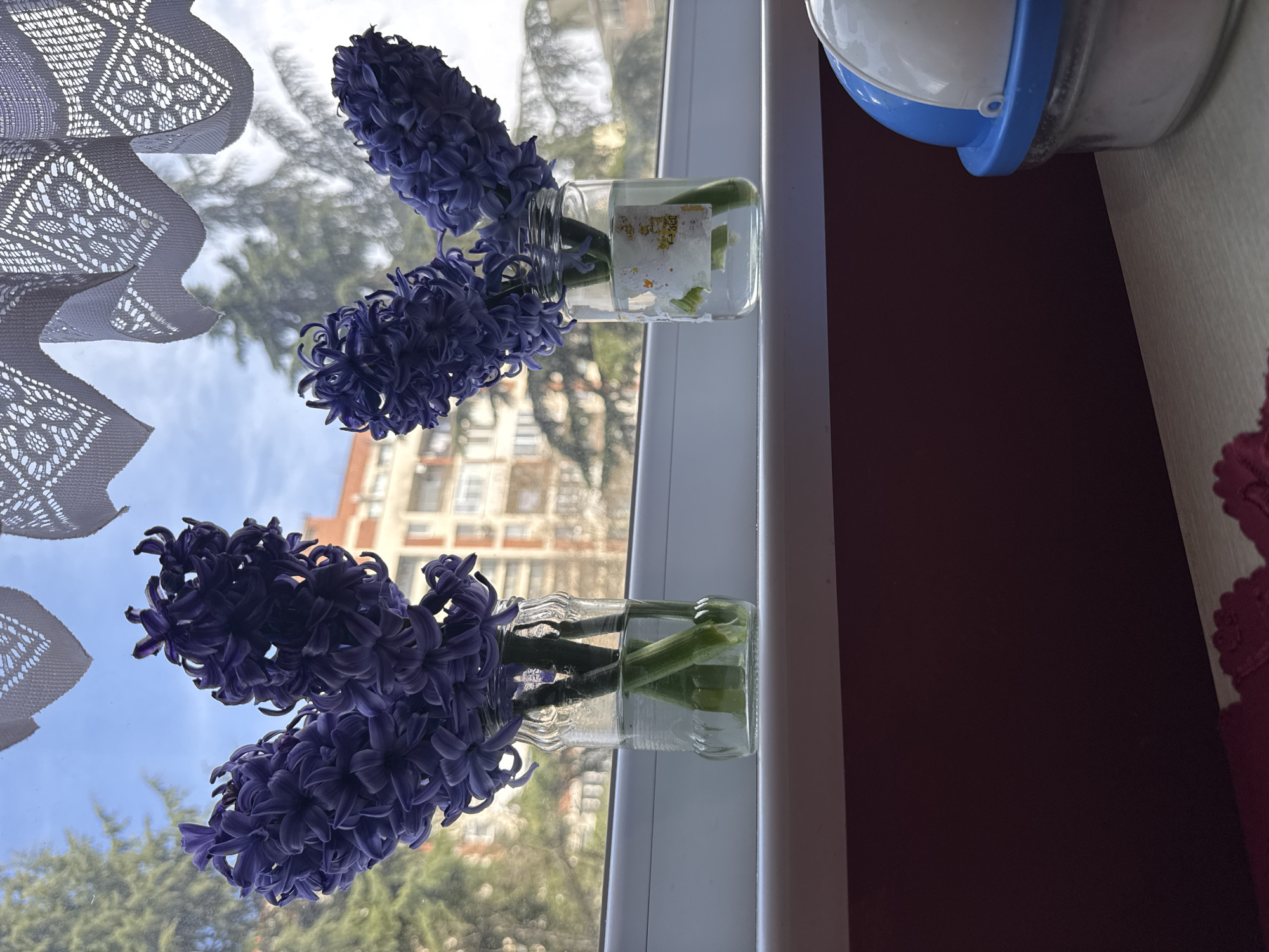 The image shows two glass jars containing cut purple hyacinths, placed on a windowsill. Outside the window, a view of a cityscape is visible, suggesting an urban setting. The scene includes trees and buildings, with a glimpse of blue sky. A lace curtain hangs to the left of the window. There's a partially visible white container with a blue lid on the right side of the windowsill, and a glimpse of a maroon wall. The specific location of Burgas, Bulgaria cannot be determined from the image.