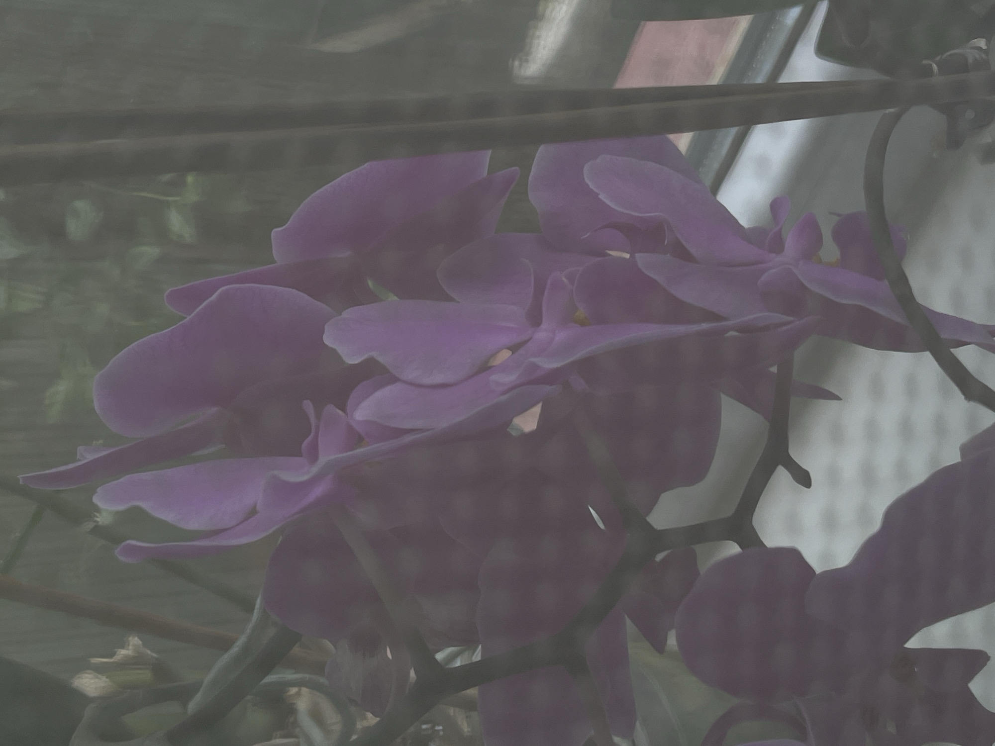 The image shows a close-up of purple orchids, with some of their petals blurred due to being behind a sheer curtain or screen. The orchids are vibrant in color, with delicate, layered petals. In the background, a window can be seen, and through it, the faint outline of greenery and possibly buildings is visible. The overall impression is one of indoor cultivation, likely in a home or conservatory setting. The provided crops offer a closer look at the intricate details of the orchid petals and the texture created by the screen. There is no discernible information to suggest the location in the city of Lviv, Ukraine.
