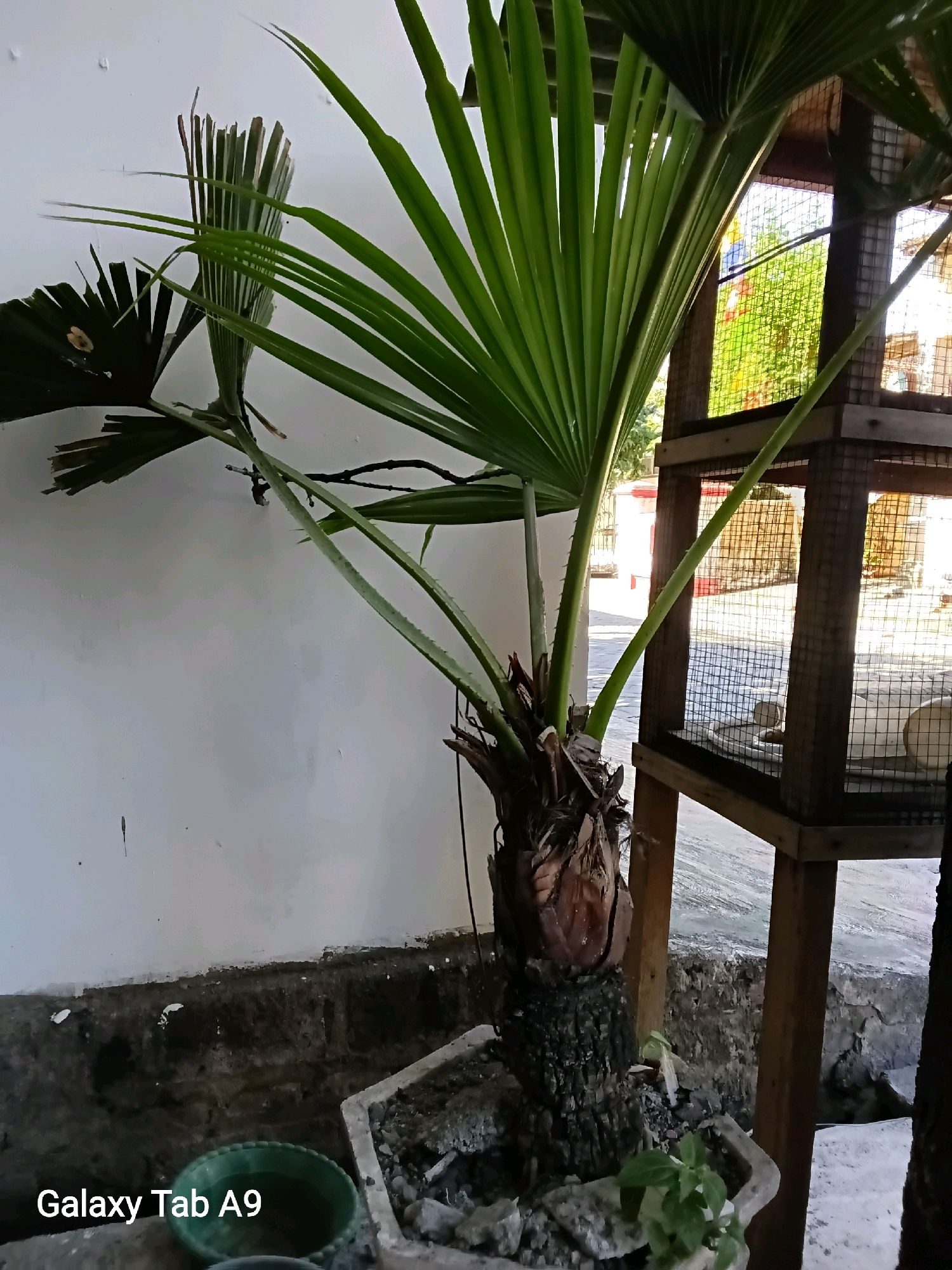 An outdoor scene in Kelutan, Indonesia, features a potted fan palm tree with a thick, textured trunk. The palm's large, green leaves fan out, some showing signs of damage. To the right of the palm is a wooden structure, possibly a cage or enclosure, with wire mesh. Inside the structure, at least one white object is visible, the nature of which is unclear. The background shows a building and trees under a bright sky. The ground beneath the palm is rough and appears to be concrete with some dirt and debris. A green plastic basin is partially visible in the foreground, and a small plant in a concrete pot is near the base of the palm. The lower left corner of the image displays the text "Galaxy Tab A9".