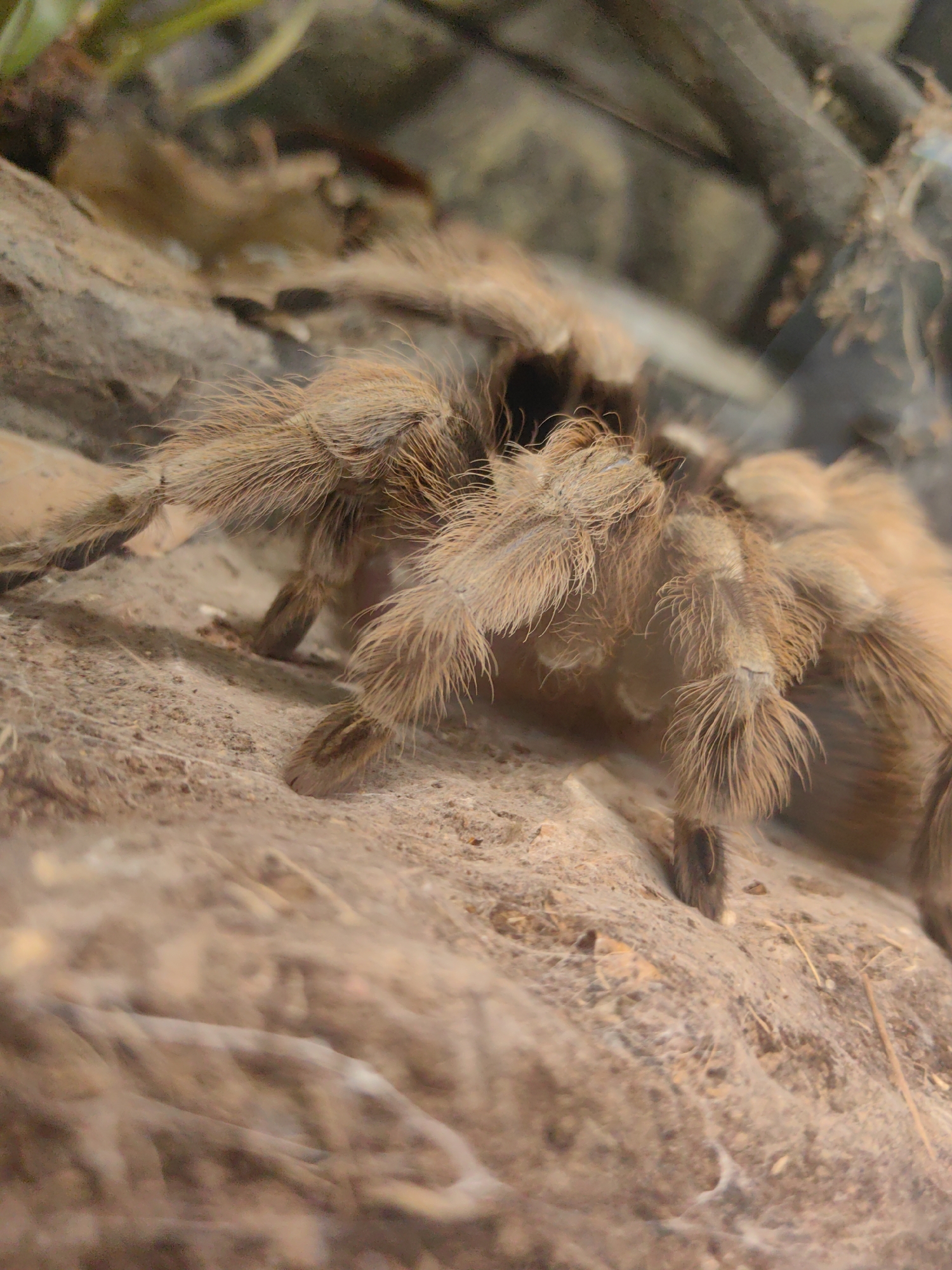 A close-up, ground-level shot focuses on a tarantula in a naturalistic enclosure. The tarantula, primarily in shades of brown and tan, is covered in dense, fuzzy hairs, giving it a soft appearance despite its size. Its legs are spread out, with some of them extended towards the foreground. The tarantula is positioned on a textured surface that appears to be a mix of soil, dried leaves, and what looks like a thin layer of spider webbing, particularly noticeable in the lower portion of the image.
In the background, there are hints of greenery from plants, and blurred shapes that suggest rocks or logs, typical elements of a terrarium or exhibit designed to mimic a tarantula's natural habitat. The lighting appears to be artificial, common in such enclosures, and the overall mood is one of observation, focusing on the creature and its environment. There is no visible text in the image. The image captures the tarantula at rest, its presence commanding attention within the frame.