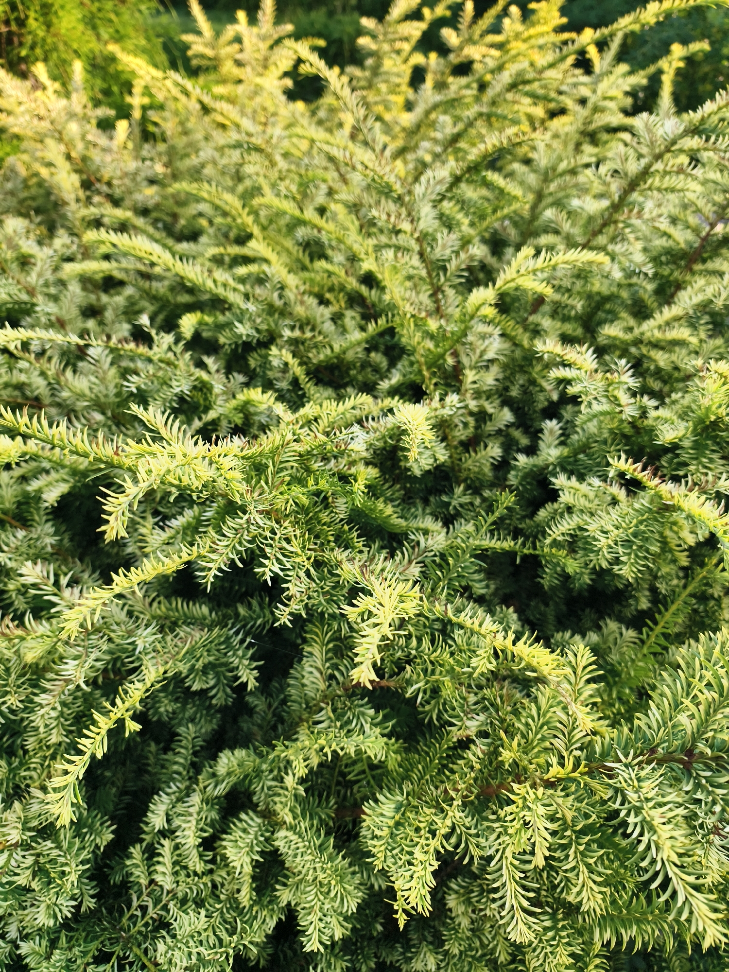 The image is a close-up, overhead shot of a dense, green shrub with yellow-green foliage. The plant appears to be a conifer, possibly a yew or juniper, with finely textured needles. The lighting suggests it is daytime, with some sunlight filtering through the leaves, creating bright highlights. The background is out of focus, showing a blur of green, indicating more foliage or trees. There are no people, animals, or man-made objects visible in the frame. The scene is natural and appears to be an outdoor environment. The image does not contain any specific landmarks or details that would allow for identification of the location within Tczew, Poland.