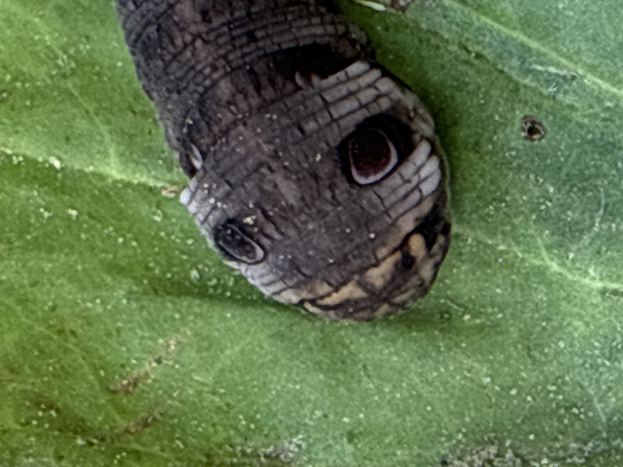 A close-up, overhead view of a dark grey and brown caterpillar on a green leaf. The caterpillar's head is in focus, showing dark, circular eye-like markings with a lighter ring and a dark pupil. The caterpillar's body is segmented and textured, with darker bands at intervals. The green leaf is slightly textured and appears to have small white specks. This image was taken in Vsevolozhsk, Russia.
