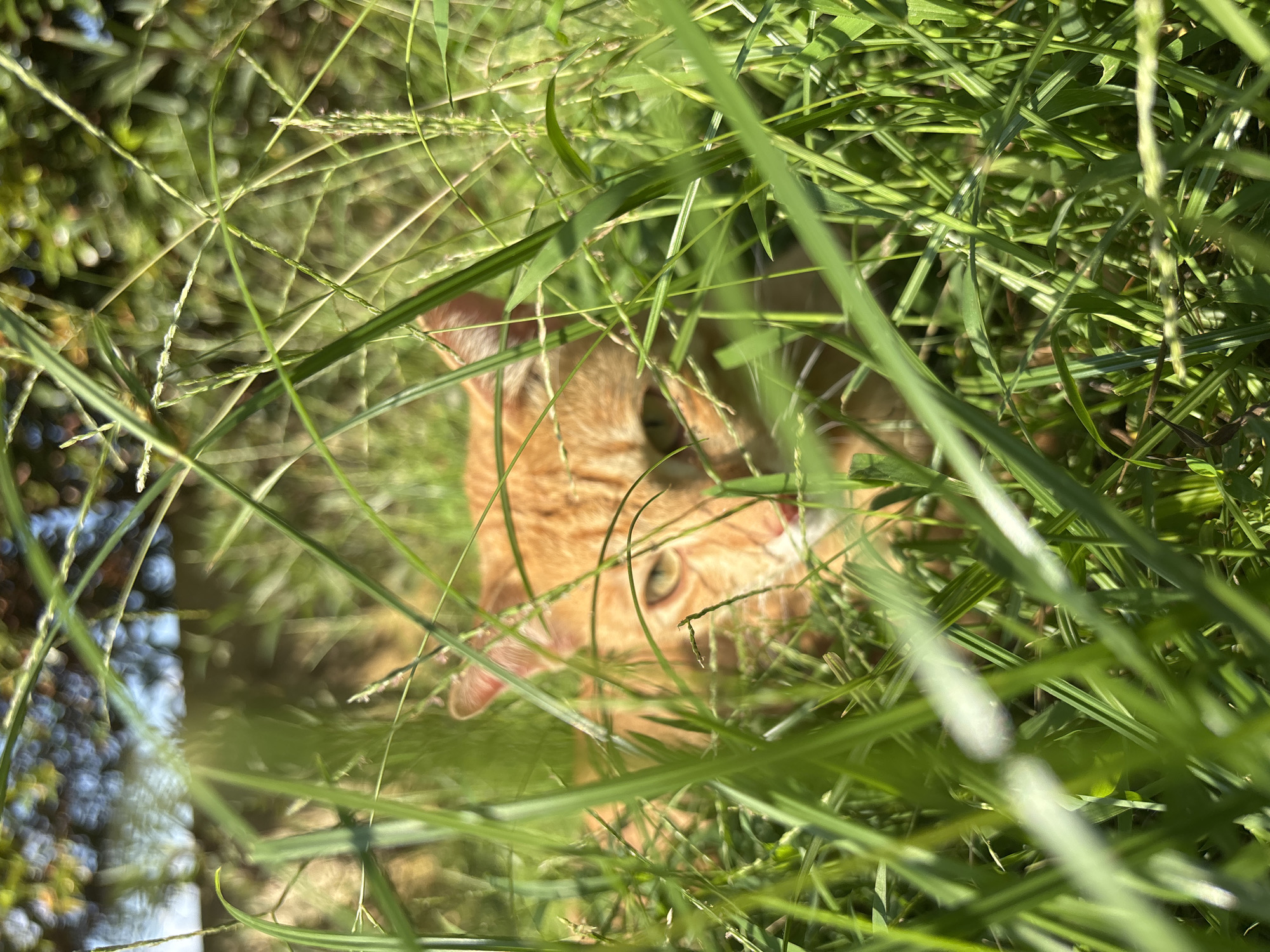 An orange tabby cat is partially concealed in tall green grass. The cat's head and upper body are visible through the dense grass blades. The image is taken in daylight, with some of the scene out of focus. The location is Cemagi, Indonesia.