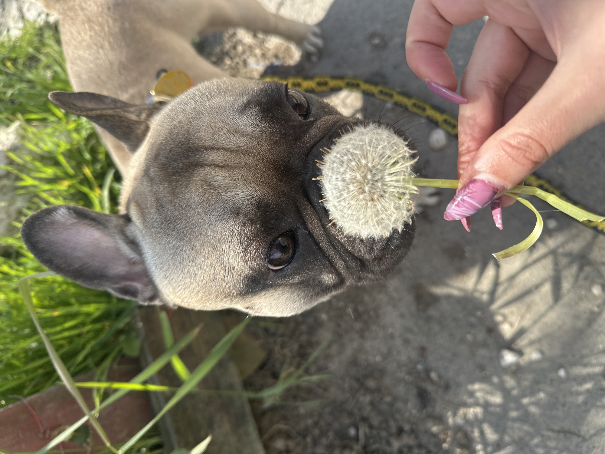 An outdoor, close-up shot captures a light-colored dog, likely a French Bulldog, interacting with a human hand holding a dandelion. The dog, with fawn or grayish fur, a dark nose, and curious brown eyes, is positioned in the foreground, looking up towards the fluffy white dandelion seed head. Its head and chest are visible, with one ear partially cropped out of the frame and the other prominent on the left. In the background, part of the dog's body is visible, along with a yellow dog tag on its collar.
A human hand, featuring long, distinctively shaped pink fingernails with white patterns, extends from the right side of the frame, holding the dandelion by its green stem directly in front of the dog's nose.
The scene is set outdoors under bright daylight, indicated by strong highlights on the dog's fur and the surrounding environment. The ground surface is a mix of concrete or pavement on the right and patches of vibrant green grass on the left and in the background. A yellow and black strap or leash is visible on the concrete in the mid-ground. The activity depicts a gentle and possibly playful interaction between the human and the dog. No text is visible in the image. The location is Varna, Bulgaria.