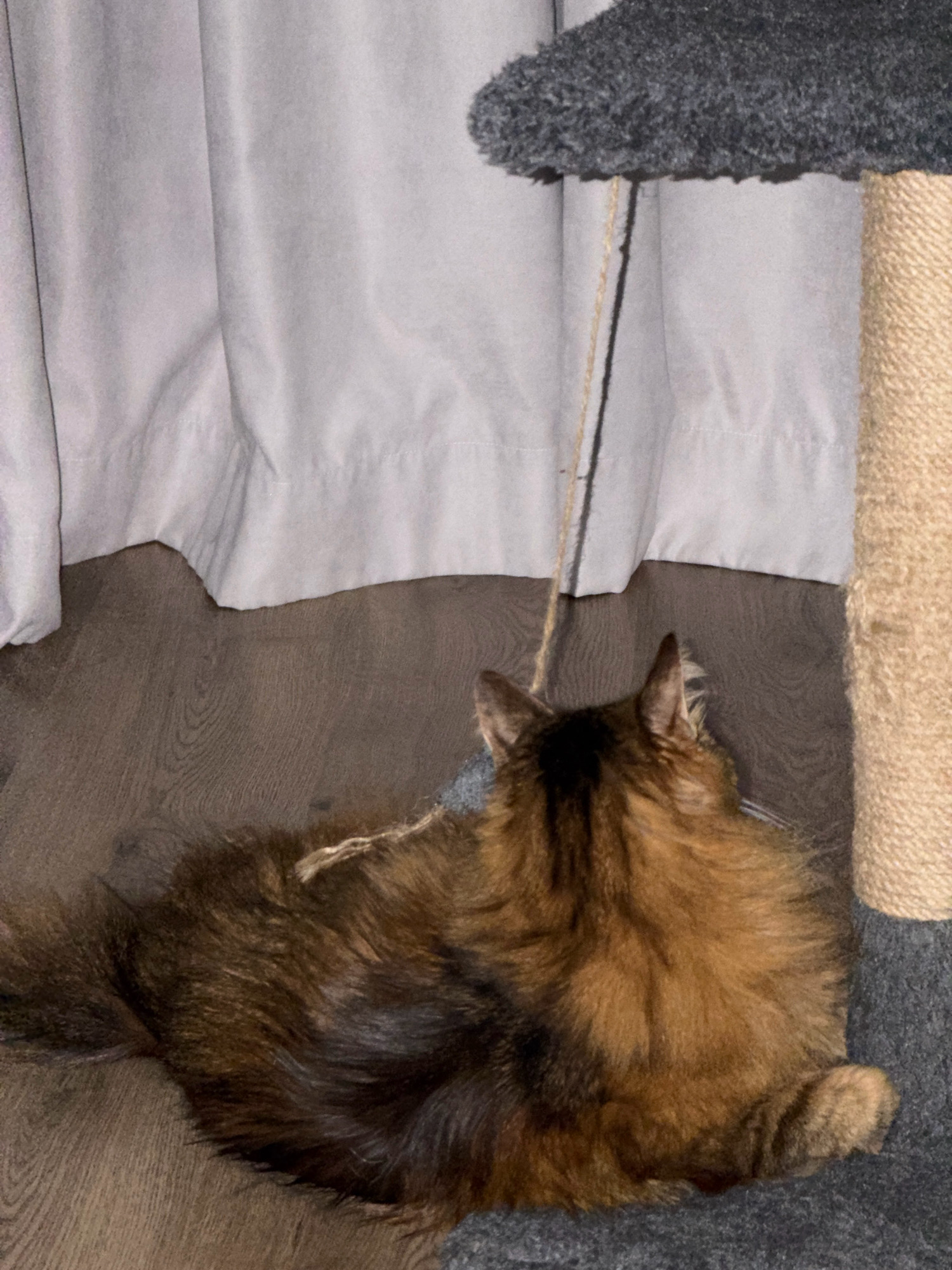 A long-haired domestic cat is lying on a wooden floor next to a cat tree. The cat is predominantly brown and black with some golden undertones. A piece of twine is draped over the cat's back. Behind the cat is a pale gray curtain. The cat tree is made of gray carpet and rough, tan-colored rope. The scene appears to be indoors, possibly in a residential setting. There is no indication of the location within Kyiv, Ukraine.