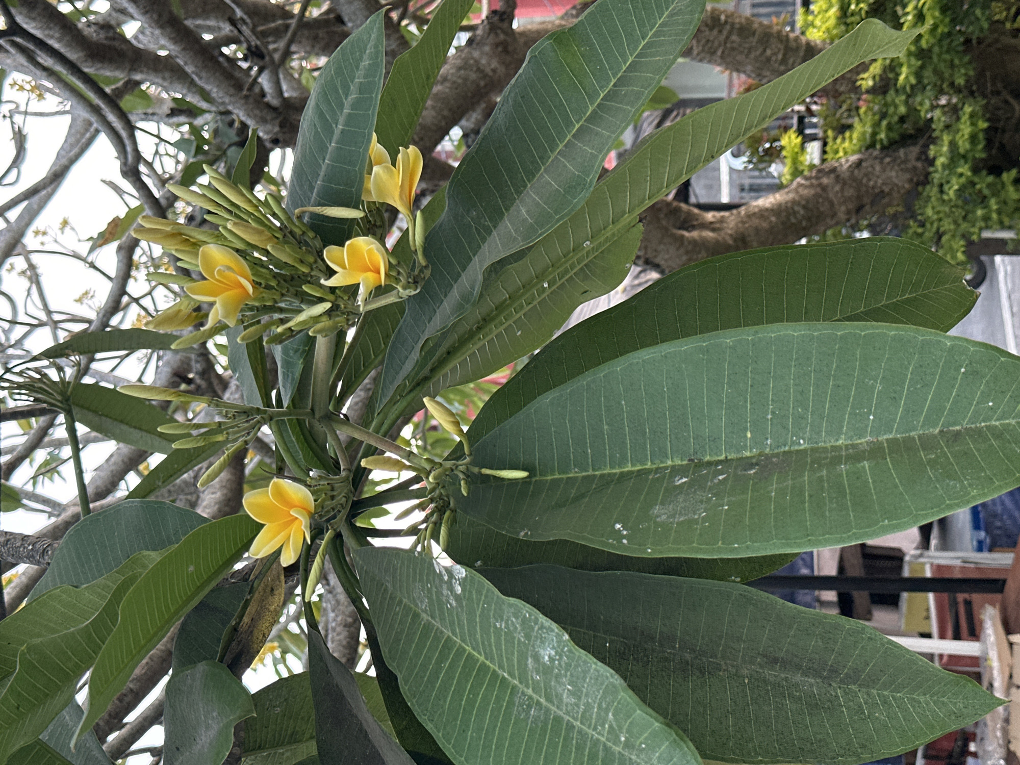 In the city of Kuta Selatan, Indonesia, a close-up shot showcases a frangipani tree branch laden with vibrant yellow flowers and large, deep green leaves. The frangipani blooms, with their characteristic five petals, are clustered together, some fully open and others in various stages of budding. The leaves, with their prominent parallel veins, dominate the foreground, some appearing dusty. Behind the foliage, the textured bark of the frangipani tree is visible, along with other branches and a hint of the sky. In the background, a blurred scene suggests an outdoor setting, possibly near a street or pathway, with hints of structures and greenery.