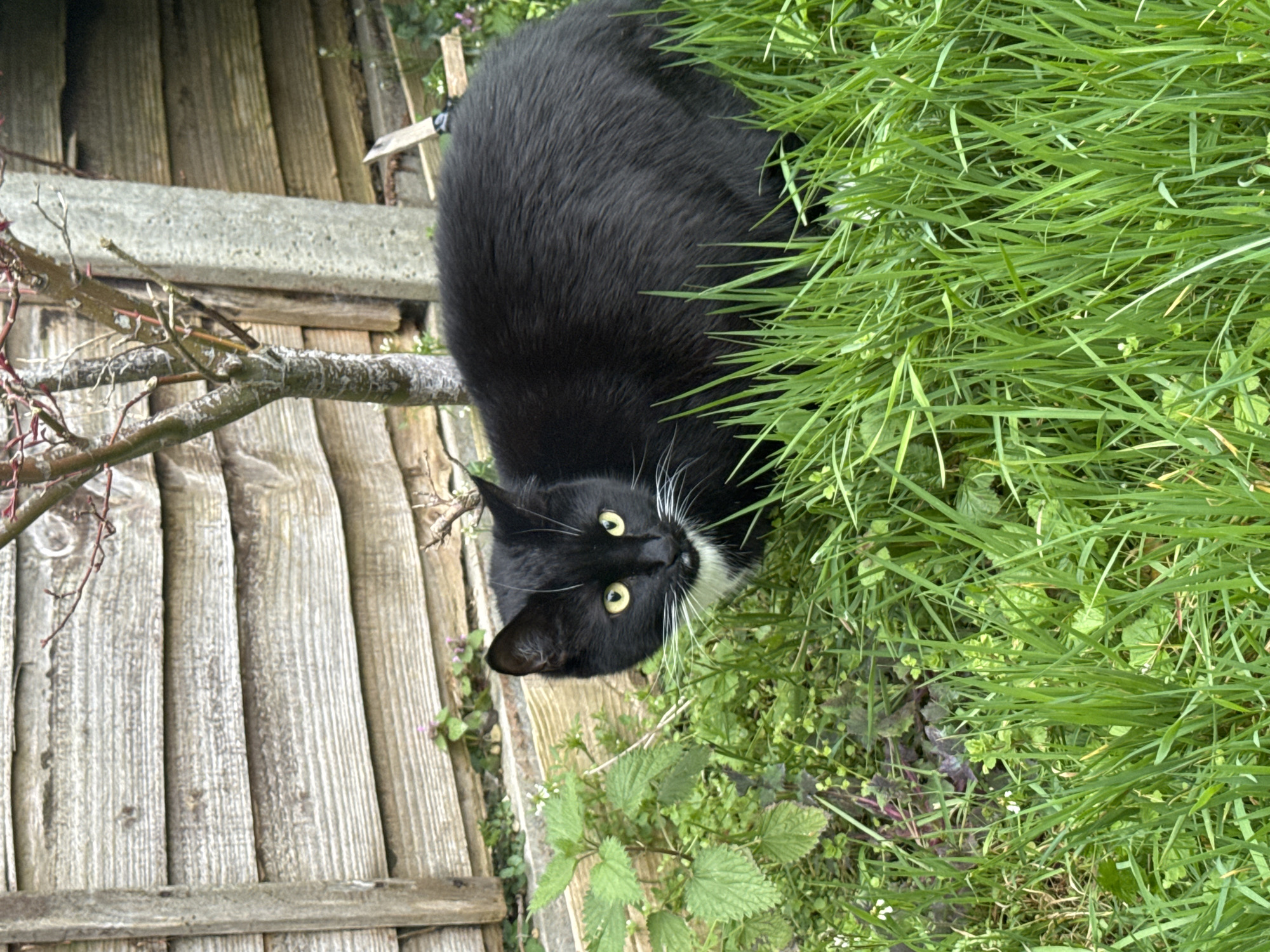 A black and white tuxedo cat with yellow eyes sits amidst tall green grass in Desborough, United Kingdom. The cat is partially obscured by the grass. A weathered wooden fence and bare branches are visible on the left. A concrete structure partially covers the fence and there is vegetation between the fence and the grass.