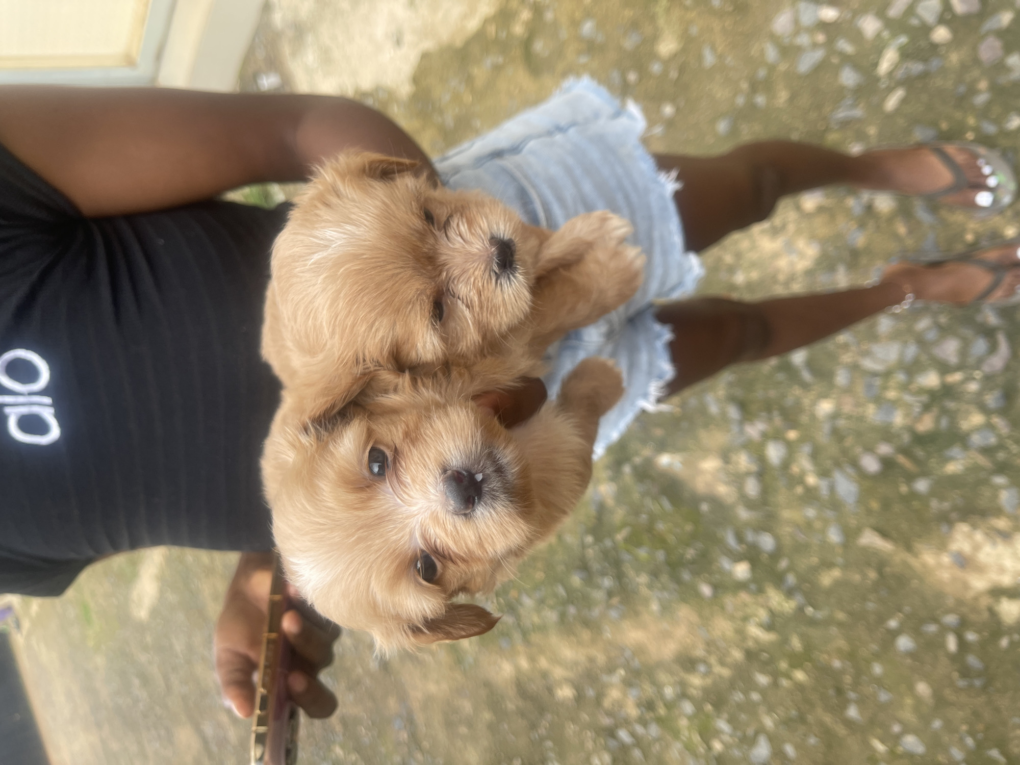 The image shows a close-up of two light brown puppies being held by a person. The person is wearing a black t-shirt with a white logo that says "ALO" and light blue denim shorts. The puppies appear to be very young and have fluffy fur. One puppy is looking towards the camera with its eyes open, while the other is nestled closer to the person's chest. The person's legs and feet are visible, wearing sandals. The ground beneath them is rough and appears to be made of stones and dirt, suggesting an outdoor setting. The lighting suggests it is daytime. The puppies look calm and comfortable. The scene is set in Rafin Par, Nigeria.