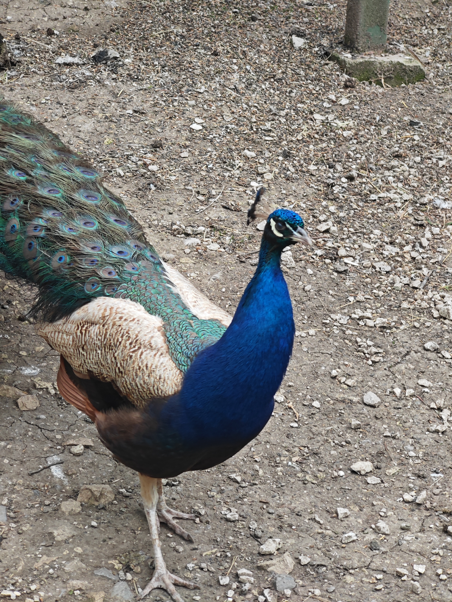 The image depicts a peacock standing on gravel and dirt. The peacock has vibrant blue plumage on its neck and chest, fading to a lighter, textured beige on its back. Its tail feathers are a mix of green and blue with distinctive "eye" patterns. The background consists of a dirt and gravel surface, with a weathered, grey, concrete post visible in the upper right corner. The location is Shumen, Bulgaria. There are no people, actions, or interactions visible in the image.