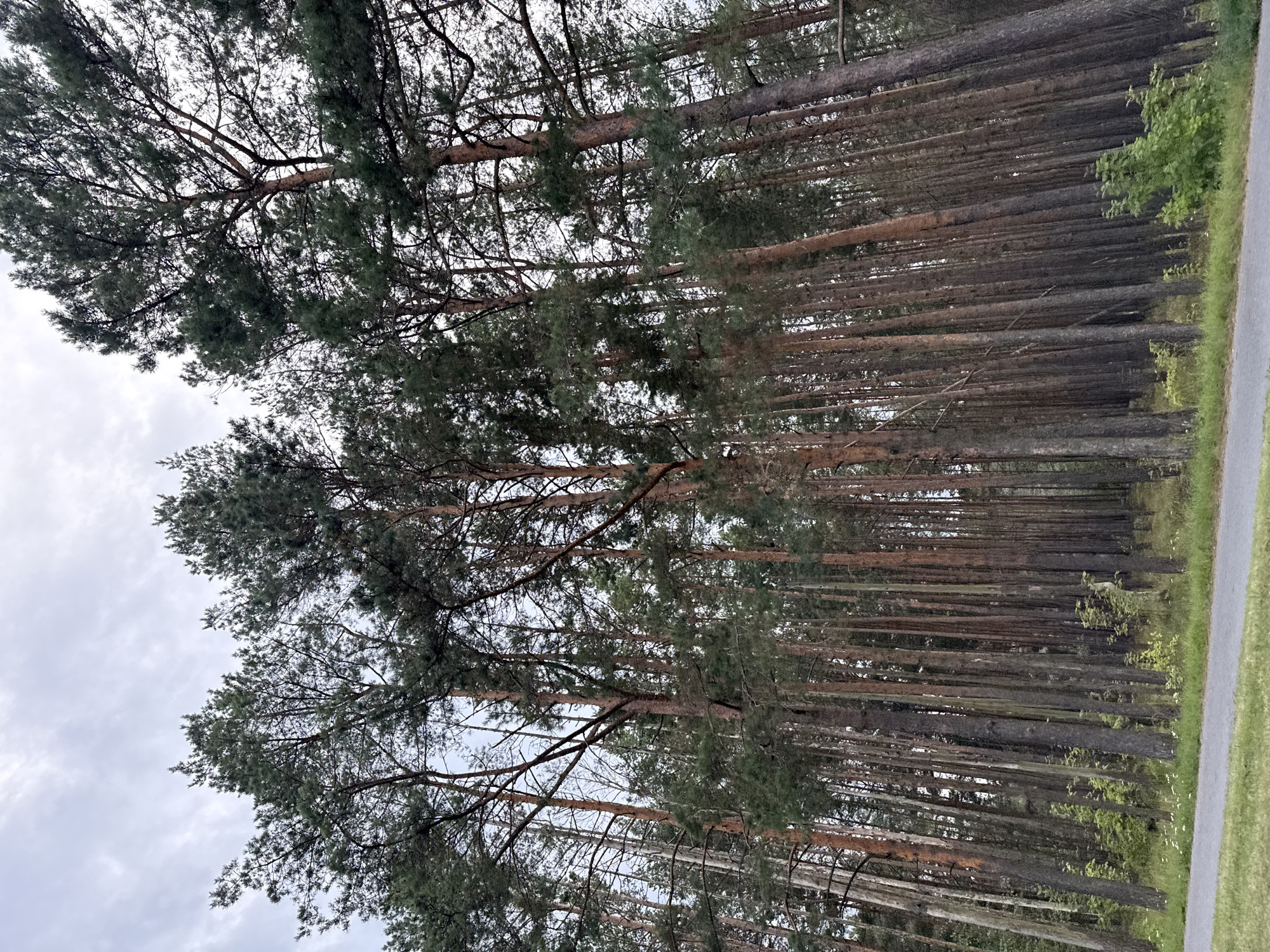 The image shows a dense forest of tall pine trees with a grey, overcast sky. The trees are tightly packed, with their trunks dominating the frame. The ground is covered with grass and some small wildflowers. In the foreground, a paved path runs along the edge of the forest. The image appears to have been taken in Tallinn, Estonia, likely in a park or nature area. There are no people or animals visible in the image. The lighting is dim and diffused, consistent with an overcast day. The overall impression is one of a quiet and somewhat somber natural setting.