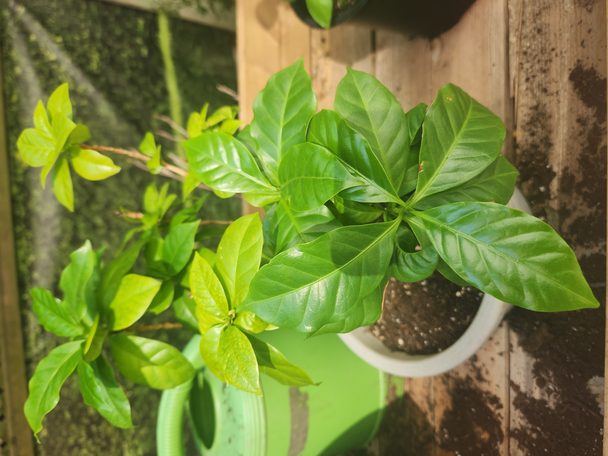 A close-up, high-angle shot focuses on a healthy, potted coffee plant with glossy, dark green leaves. The plant is in a light-colored pot filled with dark soil, which sits on a wooden surface. To the left, a bright green watering can is partially visible. The background features a textured, greenish-brown wall and hints of other greenery. The lighting suggests an outdoor setting, possibly a balcony or patio. There are no people or animals present. The scene is set in a backyard in Toronto, Canada.