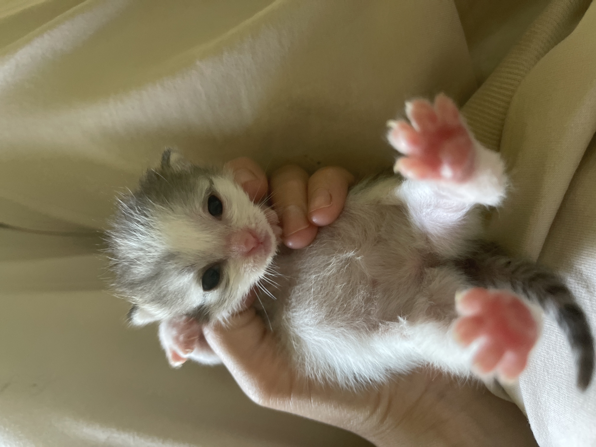 A newborn kitten with white and gray fur is being held in a person's hand. The kitten's eyes are open, and it has pink paw pads. The background is a soft, muted yellow fabric. There is no information about the location in Заречный, Russia.