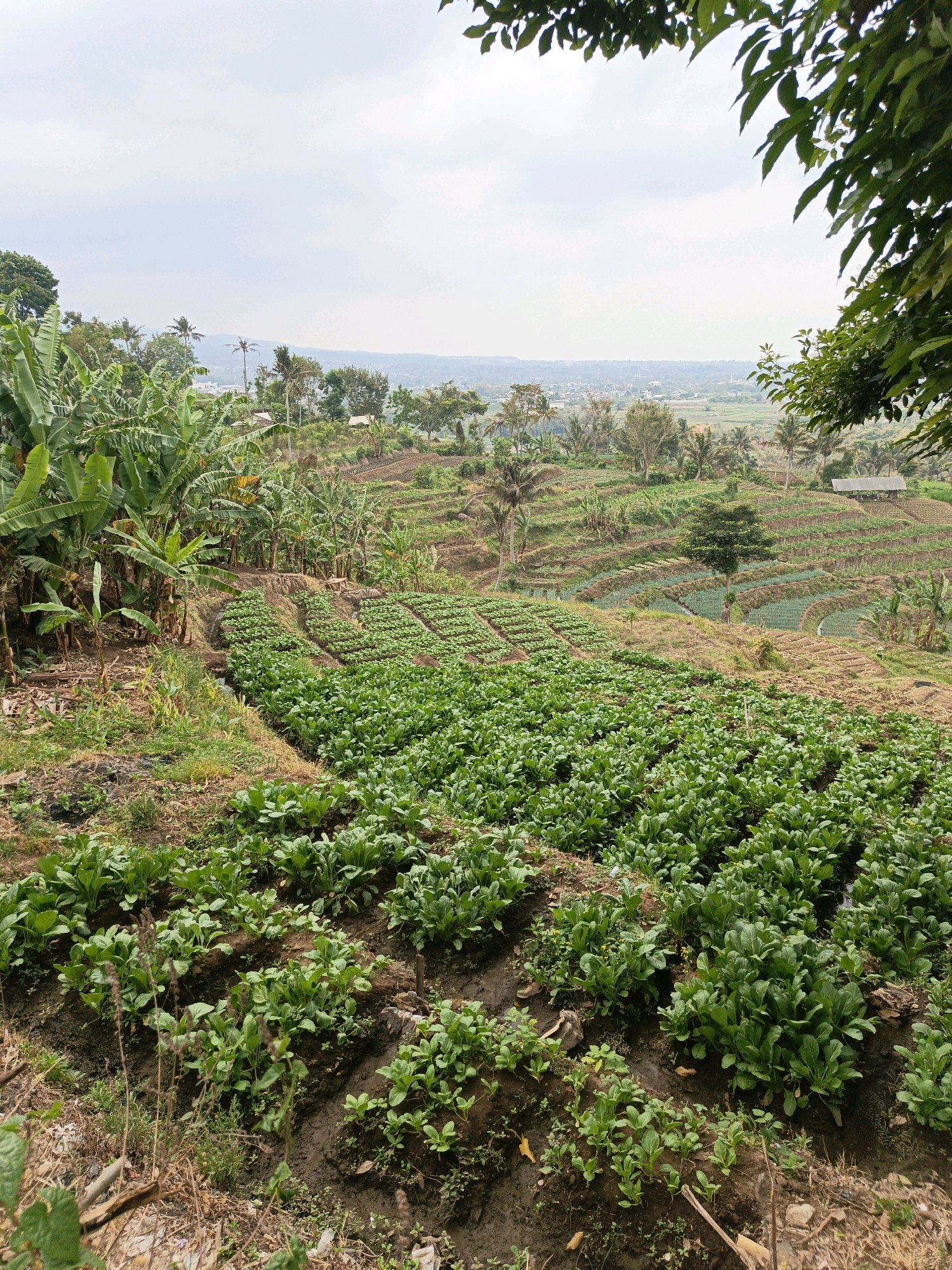 The image depicts a terraced agricultural landscape in Batu, Indonesia. In the foreground, rows of leafy green vegetables, likely a type of Brassica, are meticulously planted in dark soil. Banana trees with their large, broad leaves are visible to the left, interspersed with other greenery. Further back, more terraced fields display a patchwork of cultivation, with some areas appearing fallow and others supporting similar vegetable crops or possibly rice paddies. A small, open-sided structure, possibly a shelter or drying area, is situated on one of the higher terraces. The background shows rolling hills and a hazy distant view of a town or city, with a light sky overhead. The overall scene conveys a sense of rural agricultural activity within a verdant, hilly environment.