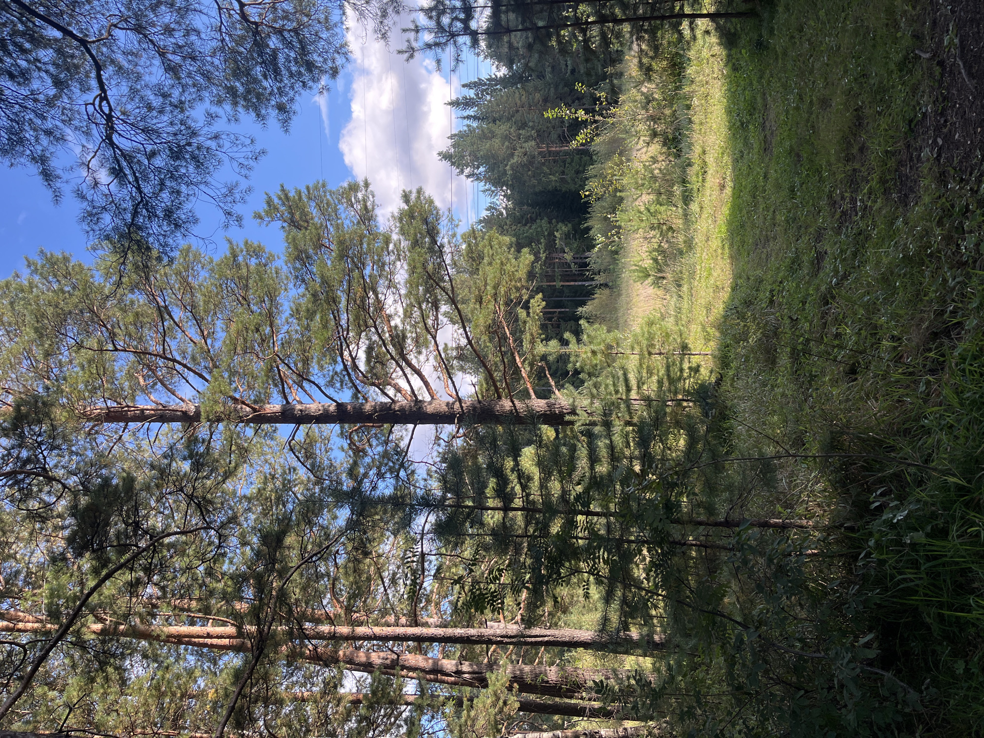 The image depicts a forest scene with tall pine trees dominating the foreground and middle ground. A narrow path or clearing is visible, leading into a sunlit area with tall grasses and smaller trees. The sky is blue with scattered clouds, and in the distance, a dense coniferous forest can be seen. There are no people or animals present in the image. The scene appears to be a natural landscape, possibly a park or wooded area on the outskirts of a city. Without further information or context, it is not possible to definitively identify the specific location within Nizhny Tagil, Russia.