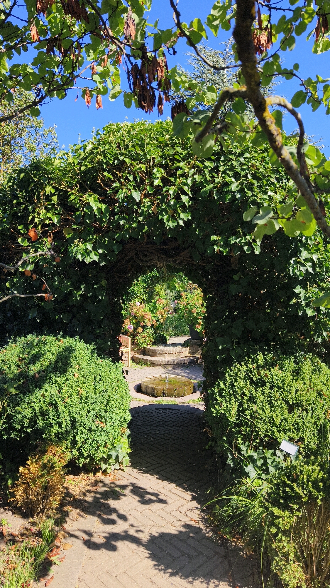 The image depicts a sunlit garden path leading through a verdant archway. The archway is formed by thick, green ivy or a similar climbing plant, with gnarled branches visible within its structure. The path itself is paved with light-colored bricks laid in a herringbone pattern, and it is partially shaded by dappled sunlight filtering through the foliage above.
Beyond the archway, a circular stone fountain with water gently flowing from its center is visible. The fountain sits within a paved area that steps up slightly, leading to a pathway. Further back, in the distance, flowering bushes with pink and white blooms add color to the scene, along with other greenery. The sky above is a clear, bright blue.
To the left and right of the archway, well-maintained, dense green shrubs frame the entrance. Some dried seed pods hang from branches in the foreground. The overall impression is one of a serene and well-kept garden. This scene is located at the Loisium Wine & Spa Resort in Langenlois, Austria, specifically in the hotel's wine garden area.