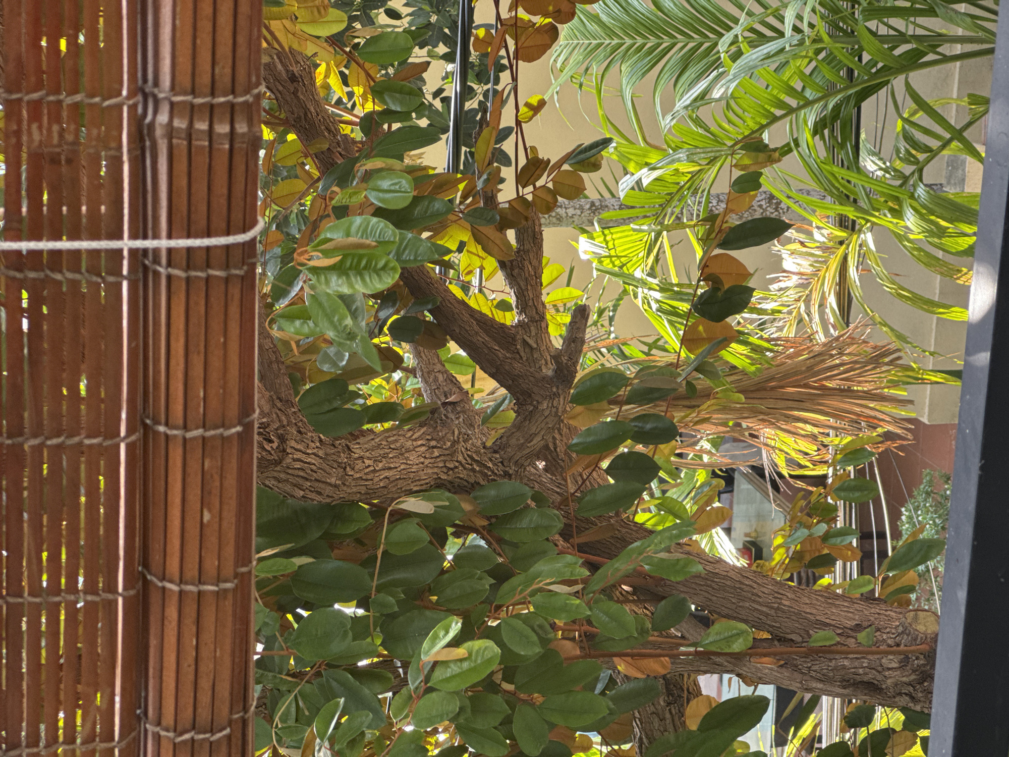 The image shows a view through a screen or barrier made of vertical wooden slats held together with horizontal string. The wooden slats are brown and appear to be part of a fence or decorative screen. Beyond the screen, there is a tree with a thick, textured trunk and branches, covered in green and brown leaves. Palm fronds are also visible. The background is a building with tan-colored walls, possibly located in Da Nang, Vietnam.