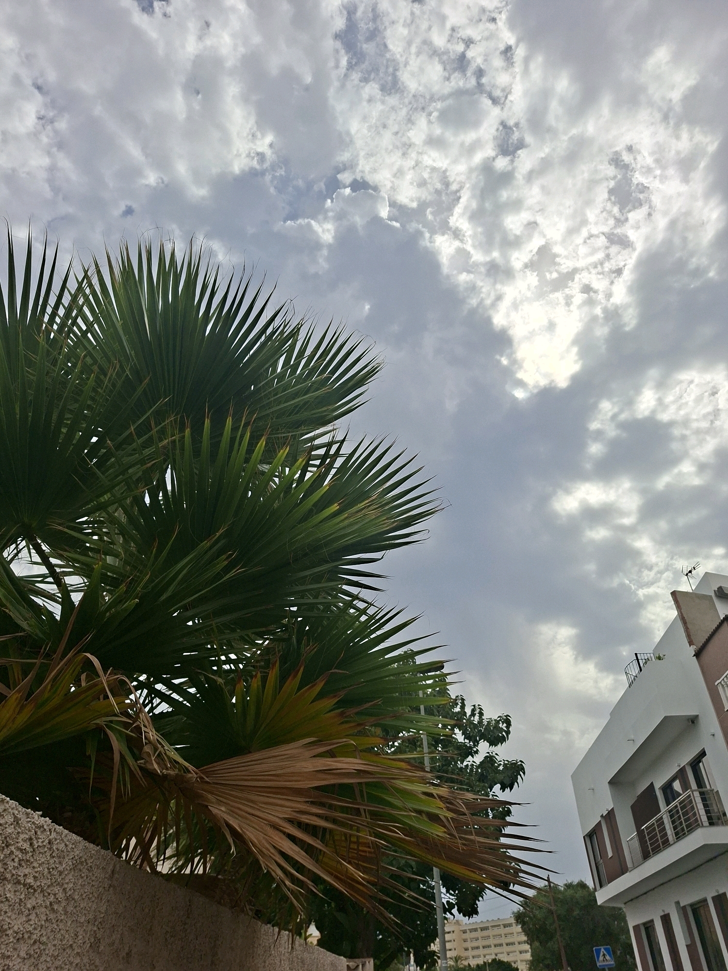 The image shows a view looking up at a cloudy sky with palm fronds in the foreground. To the right, a white building with balconies is visible. The scene appears to be in an urban or suburban environment, likely in Torrevieja, Spain, given the presence of palm trees and the architectural style. There are no people or animals visible in the image. The overall atmosphere is overcast.