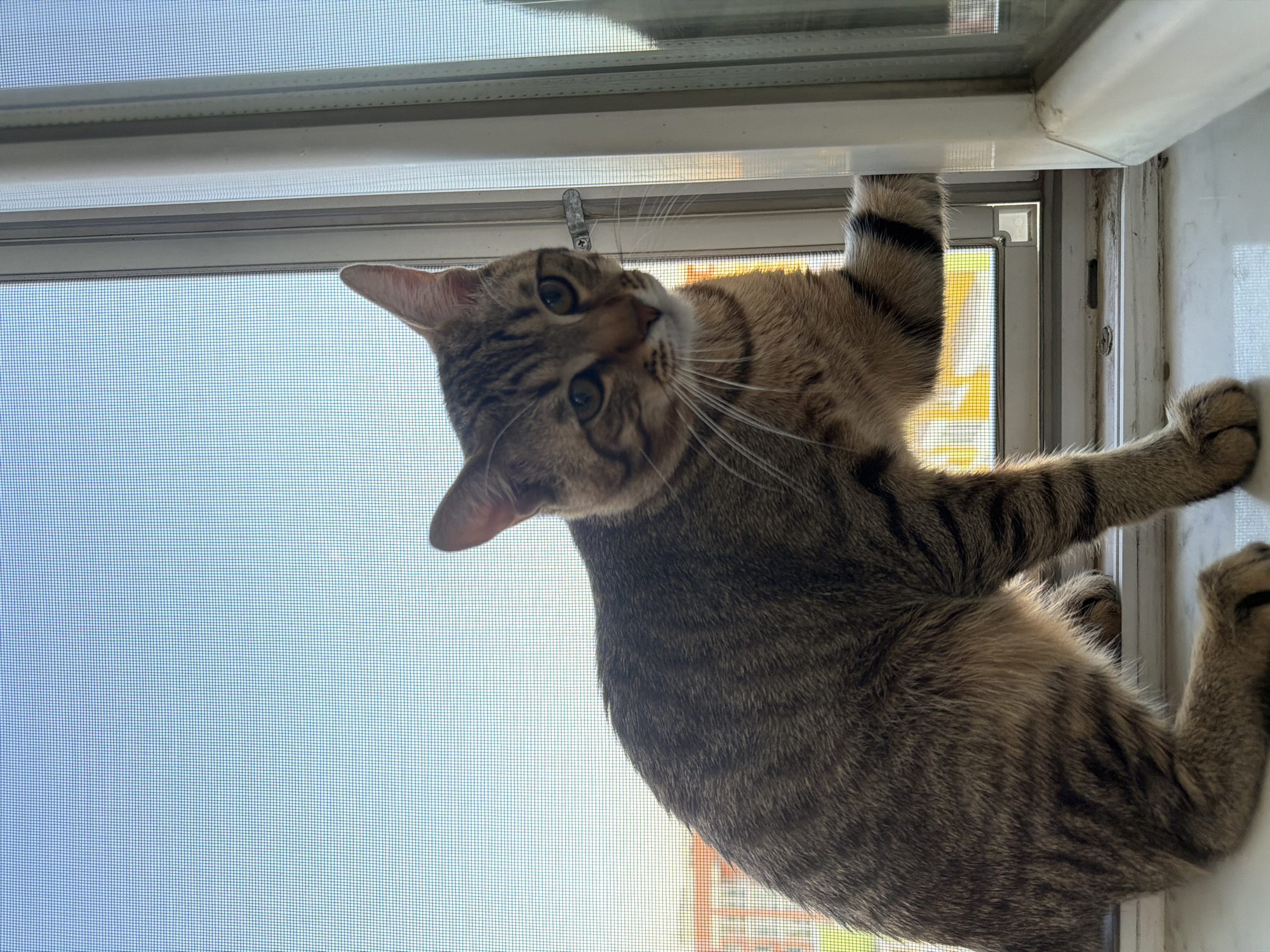 A tabby cat is perched on a windowsill, looking towards the viewer. The cat's fur is a mix of brown and black stripes. Its paws are resting on the windowsill and the window frame. The window is covered with a fine mesh screen, and beyond the screen, the sky is a clear blue with a hint of orange on the horizon, suggesting it is either sunrise or sunset. In the background, through the screen, there are hints of buildings, possibly apartments, with orange brickwork visible. The windowsill appears to be made of white material, and there is a thin line of dirt or dust along the edge. A silver latch is visible on the window frame. The scene appears to be in a residential setting. The image was taken in Irpin, Ukraine.