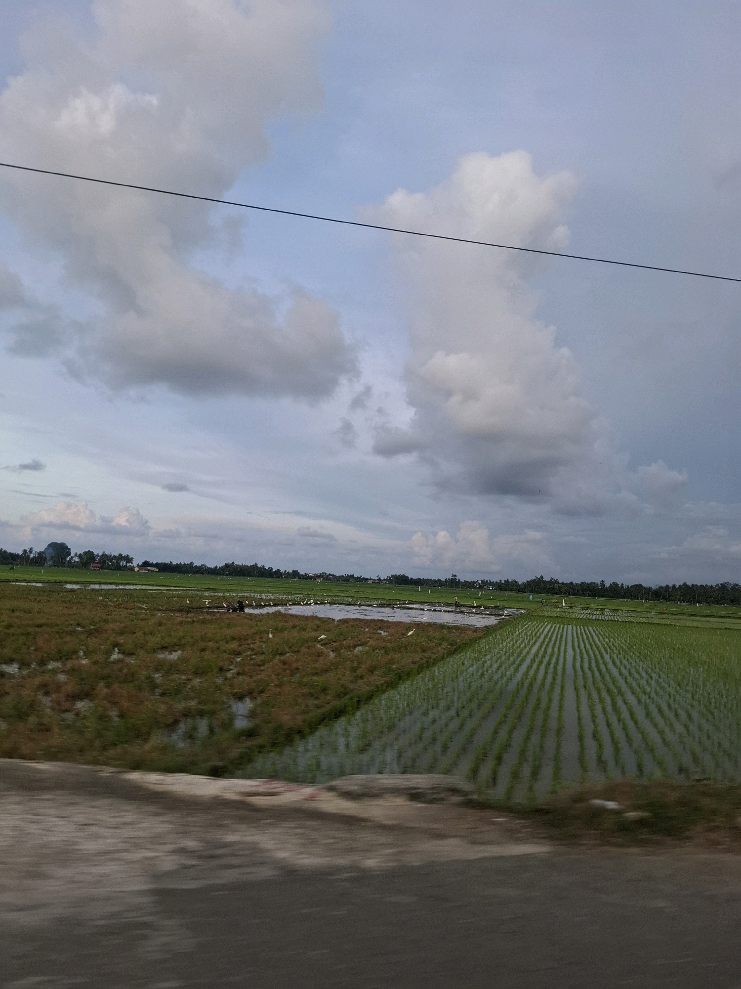 The image depicts a vast expanse of rice paddies under a cloudy sky. In the foreground, a gray, blurred road suggests movement, possibly from a vehicle. The rice fields are divided into two distinct sections: one with partially submerged earth and sparse, dry vegetation, and another with neatly aligned rows of young green rice plants, reflecting the sky. Several white birds, likely egrets, are scattered across the waterlogged areas of the fields, with a few appearing to be in motion. A person, dressed in dark clothing and wearing a hat, is visible standing amidst the birds in the middle ground. In the distance, a line of trees and some buildings mark the horizon. A thin, dark wire stretches across the upper portion of the frame, horizontally bisecting the sky and clouds. The overall scene is one of rural agricultural activity in Keude Ulim, Indonesia, under an overcast sky.