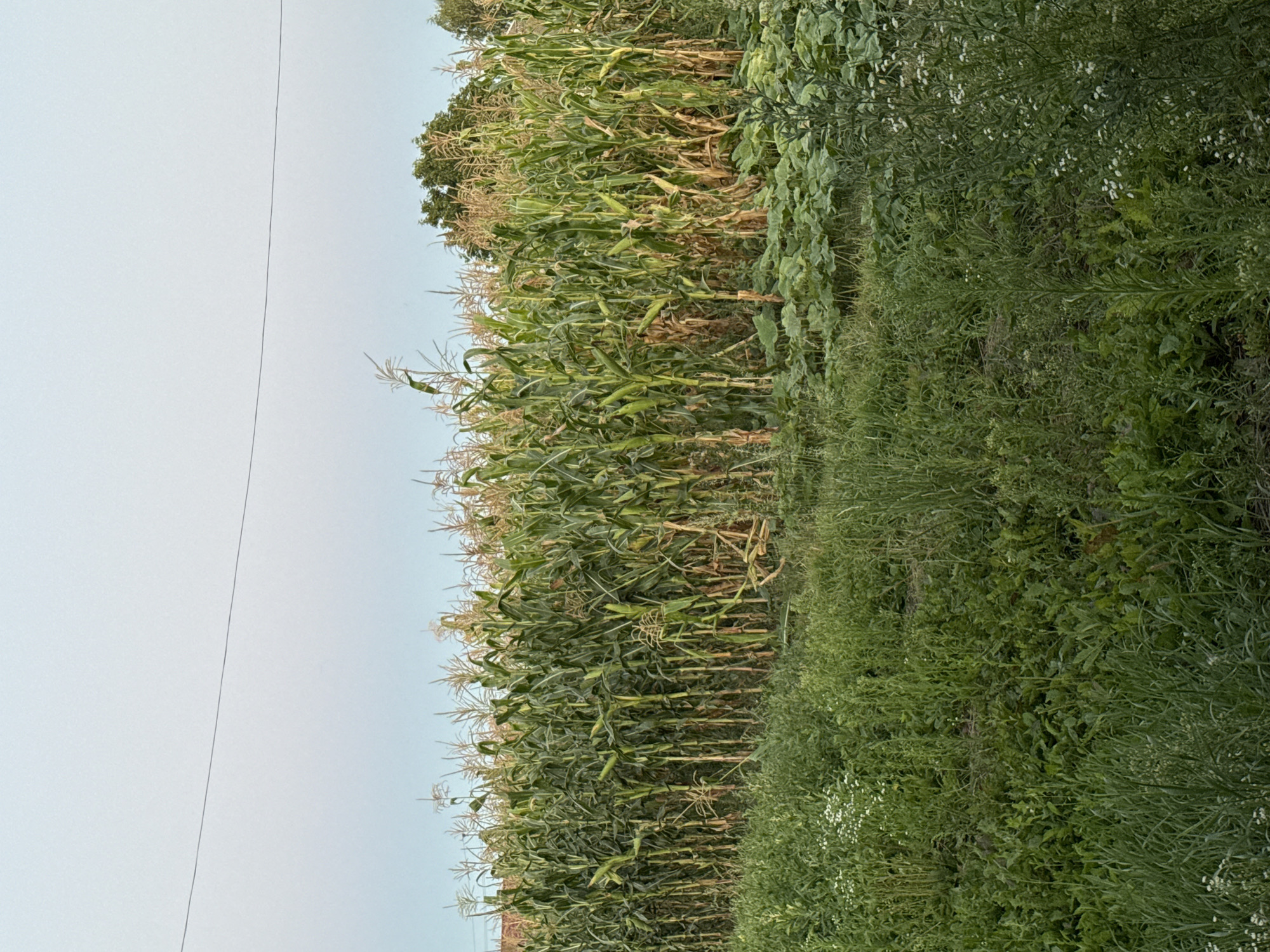 An outdoor, eye-level shot captures a cornfield under a pale blue sky. A thin, dark wire runs horizontally across the upper portion of the frame. The corn stalks, varying in shades of green and brown, fill the midground, with some appearing taller and more mature than others. Below the cornfield, lush green grass and other low-lying vegetation grow densely. In the distance, a few trees are visible on the right side of the frame. The scene is situated in an unspecified location within Unknown, Unknown.