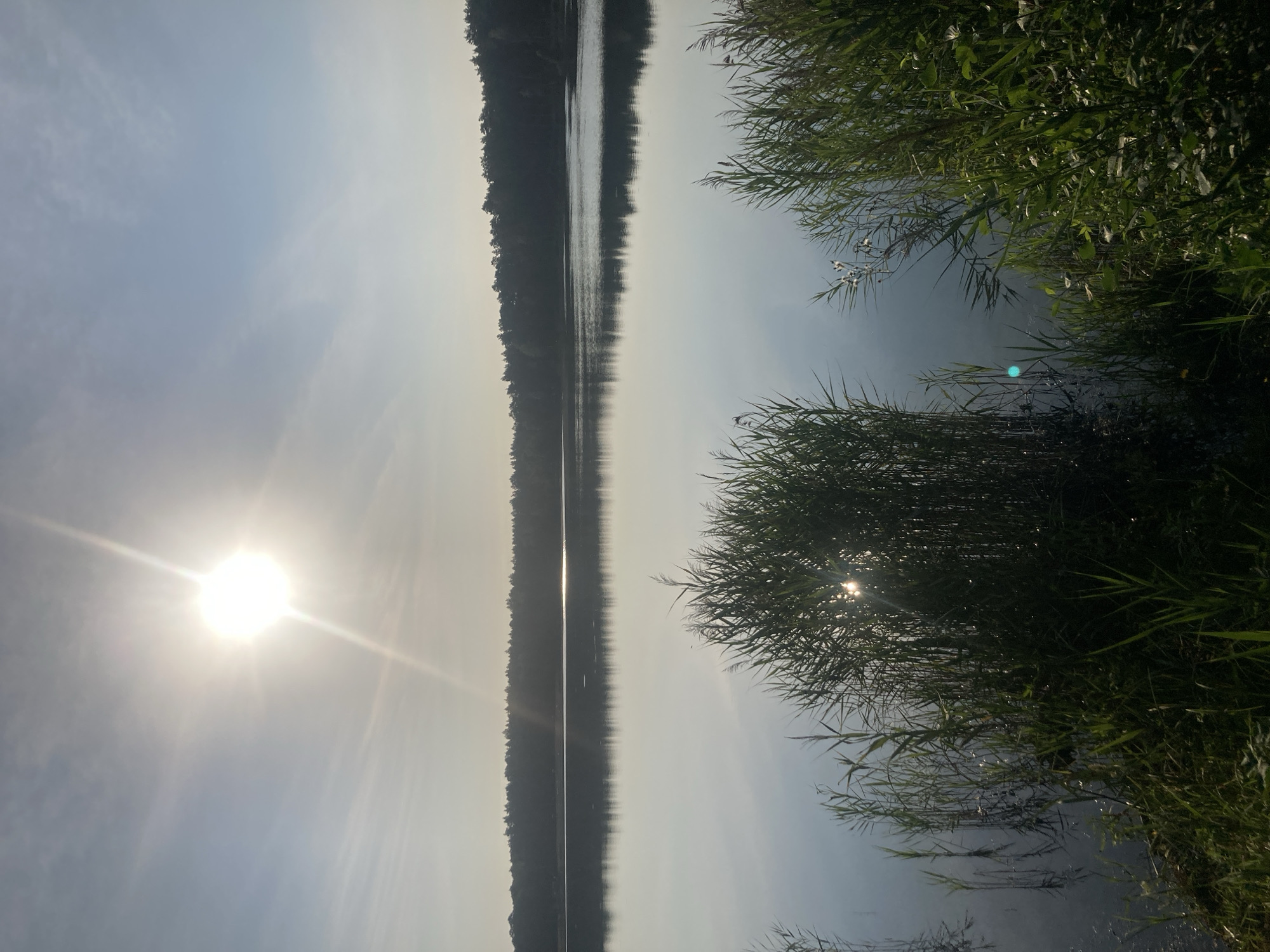 This is a scenic view of a tranquil lake, likely in or near Яглевіцкі сельскі Савет, Belarus, during the daytime. The sun is high in the sky, casting a bright glare on the calm water. The foreground is dominated by lush green reeds and tall grasses lining the edge of the lake. In the mid-ground, the lake stretches out, its surface reflecting the sky and the distant tree line. The background features a dense forest of dark green trees, forming a distinct horizon against the pale sky. The overall atmosphere is peaceful and natural, with no people or man-made structures visible.