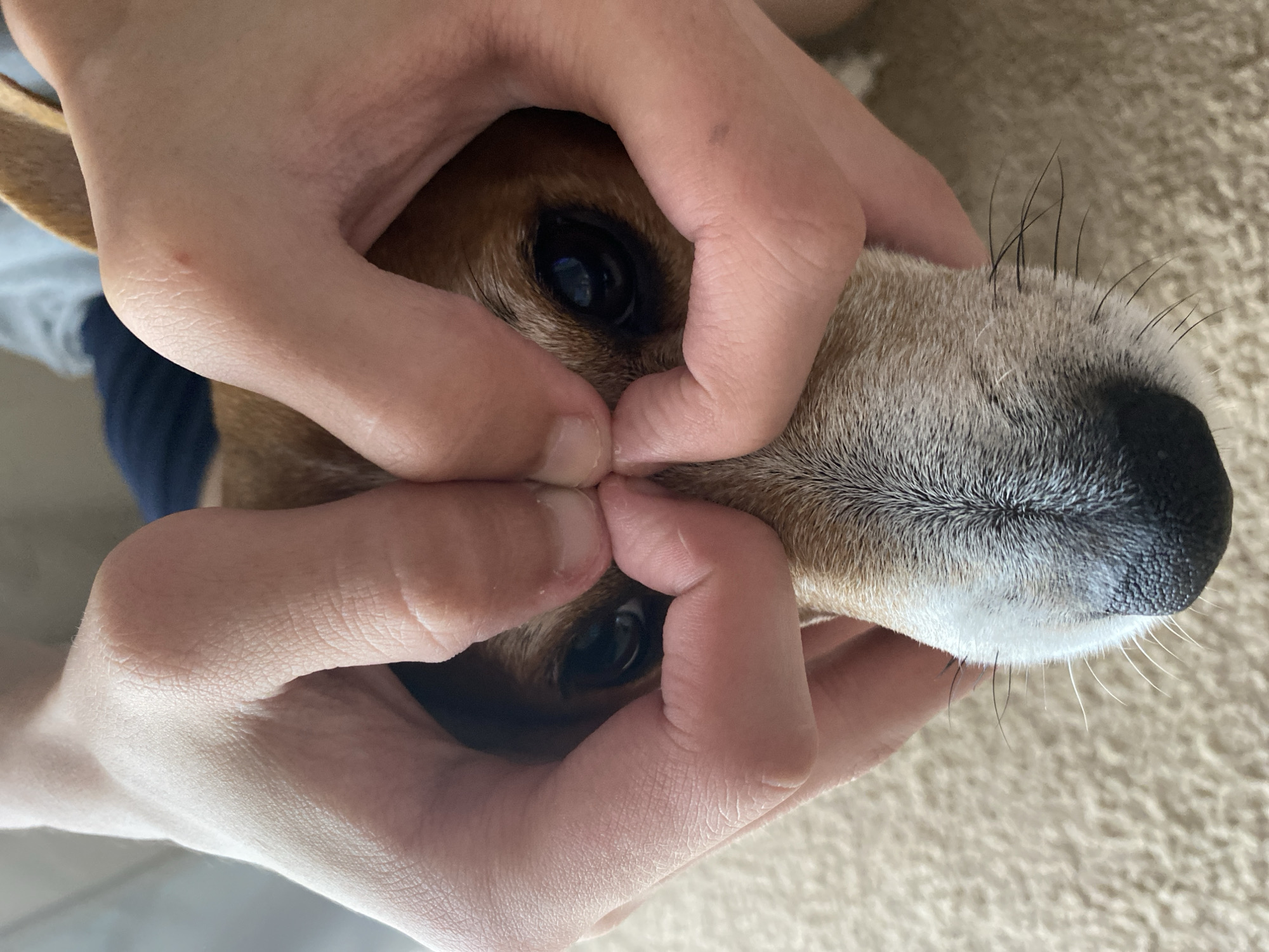 A close-up, high-angle shot shows a person's hands manipulating the face of a brown and white dog. The person's fingers are pinching the dog's face around its eyes and nose. The dog's eyes are visible and appear dark. The dog has a black nose and white fur around the muzzle. The background is a blurred beige carpet. The location is unknown and there is no evidence to suggest it is in the city of Chaikovsky, Russia.