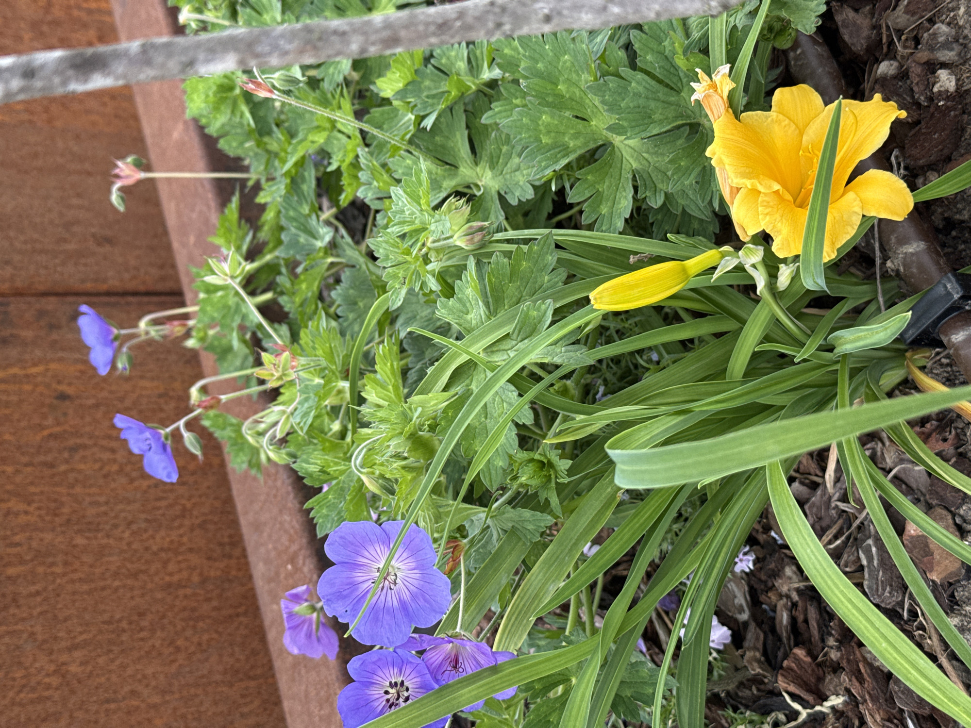 The image shows a close-up of flowers in a raised planter. The flowers are a mix of blue geraniums and yellow daylilies, with some green foliage in between. The planter appears to be made of rusted metal. The presence of these cultivated flowers in a planter suggests a garden or public space, likely located in the City of Zagreb, Croatia. Bark mulch covers the soil in the planter. A section of a metal rail is visible at the top of the frame.