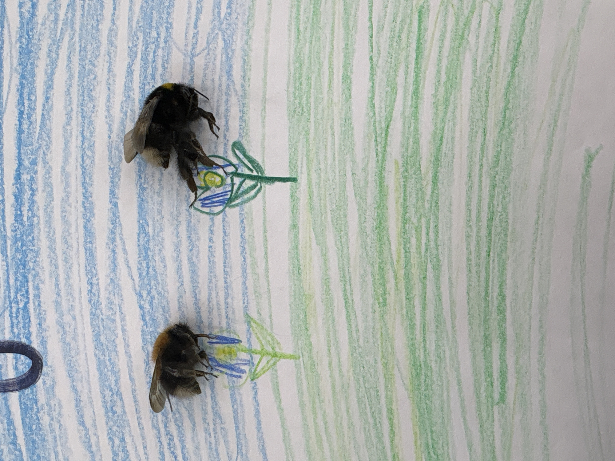 The image displays a still-life composition featuring two deceased bumblebees placed on a piece of paper with a child's crayon drawing. The drawing depicts an outdoor scene, with the left portion characterized by vertical blue crayon lines, suggesting a sky, and the right portion filled with vertical green crayon lines, representing grass or a field. Two simple, stylized flowers are drawn on the paper, each featuring a green stem, blue petals, and a yellow center. Each bumblebee rests directly atop one of these drawn flowers. The bumblebees are visibly fuzzy with black and yellow markings, appearing motionless. A partial dark blue or black crayon mark, possibly part of another drawing element, is visible on the far left of the paper. This arrangement blends real natural subjects with a whimsical, drawn environment, likely created indoors in Chaikovsky, Russia. No explicit text is visible within the drawing.